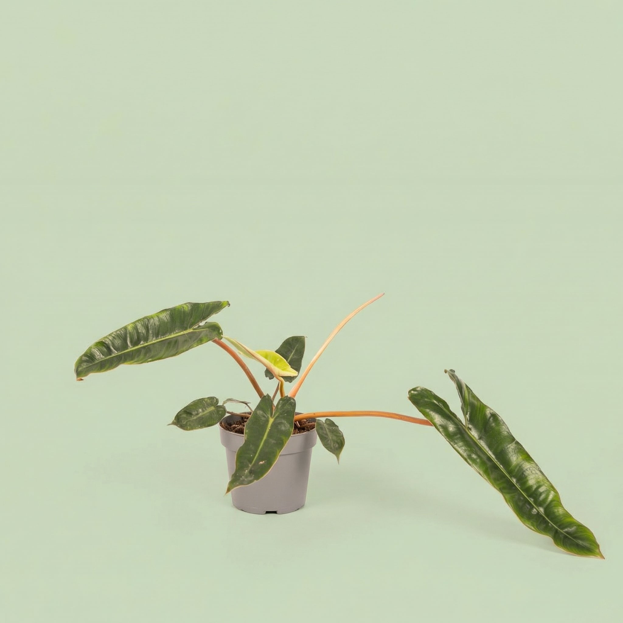 Philodendron Billietiae M - plants