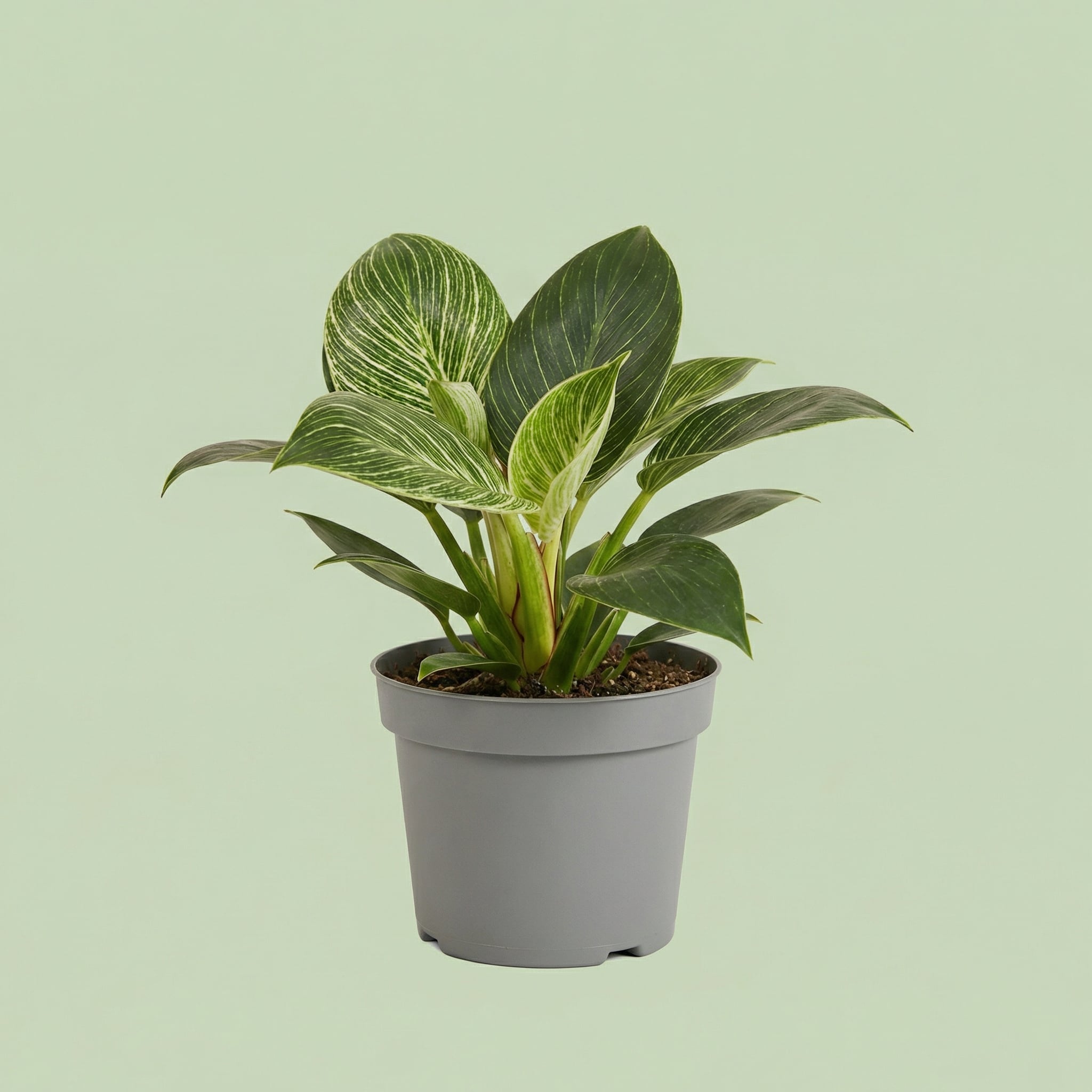 Philodendron Birkin M vista 2 - plants