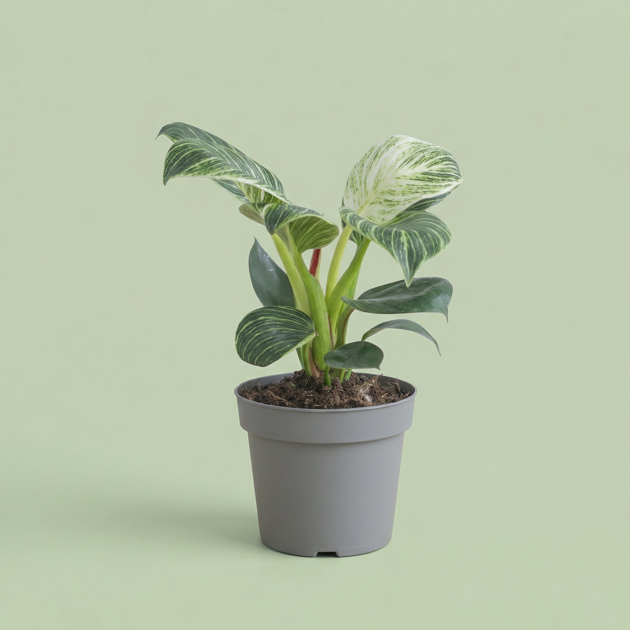 Philodendron Birkin M - plants