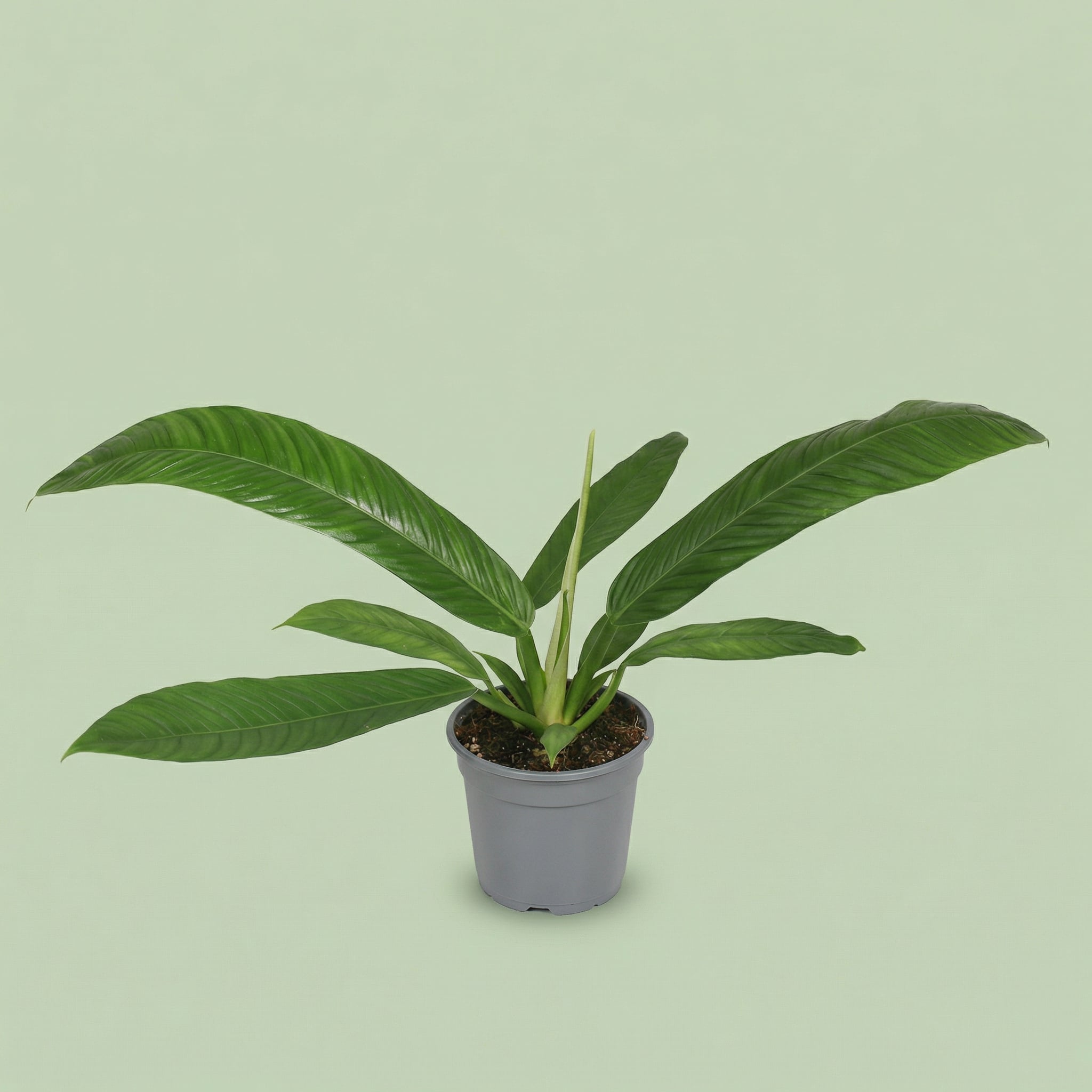Philodendron Campiii M - plants