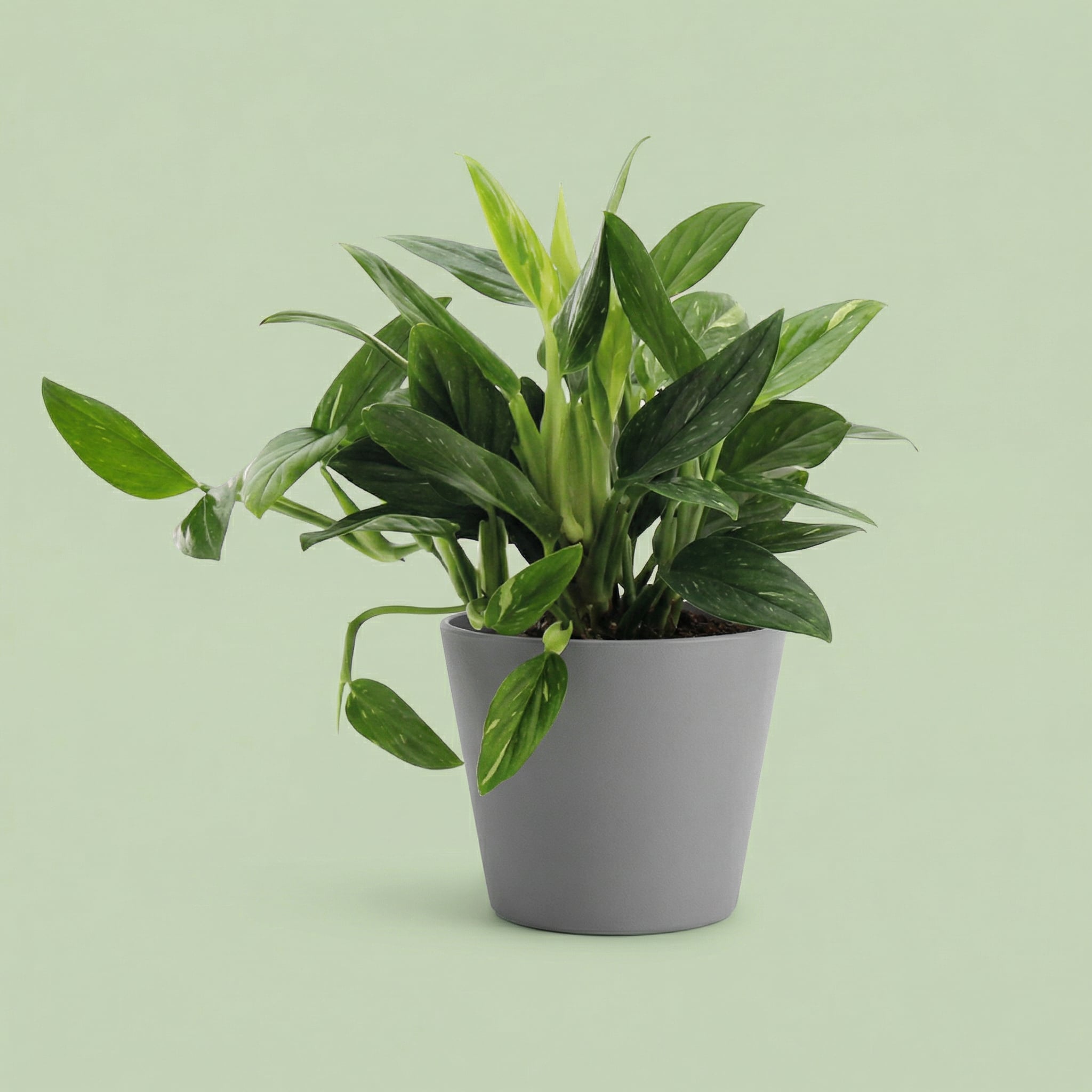 Philodendron Cobra L vista 2 - plants