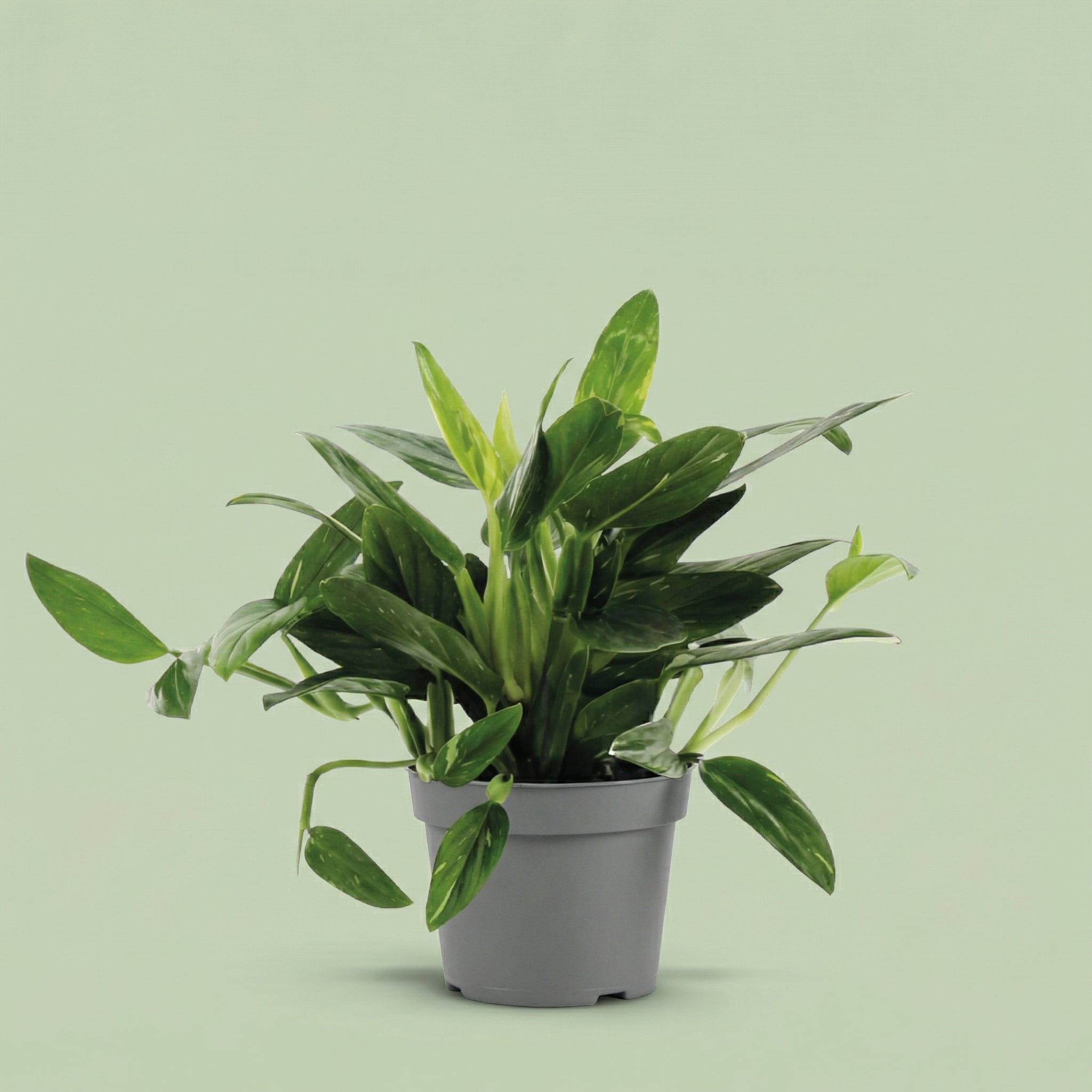 Philodendron Cobra L - plants