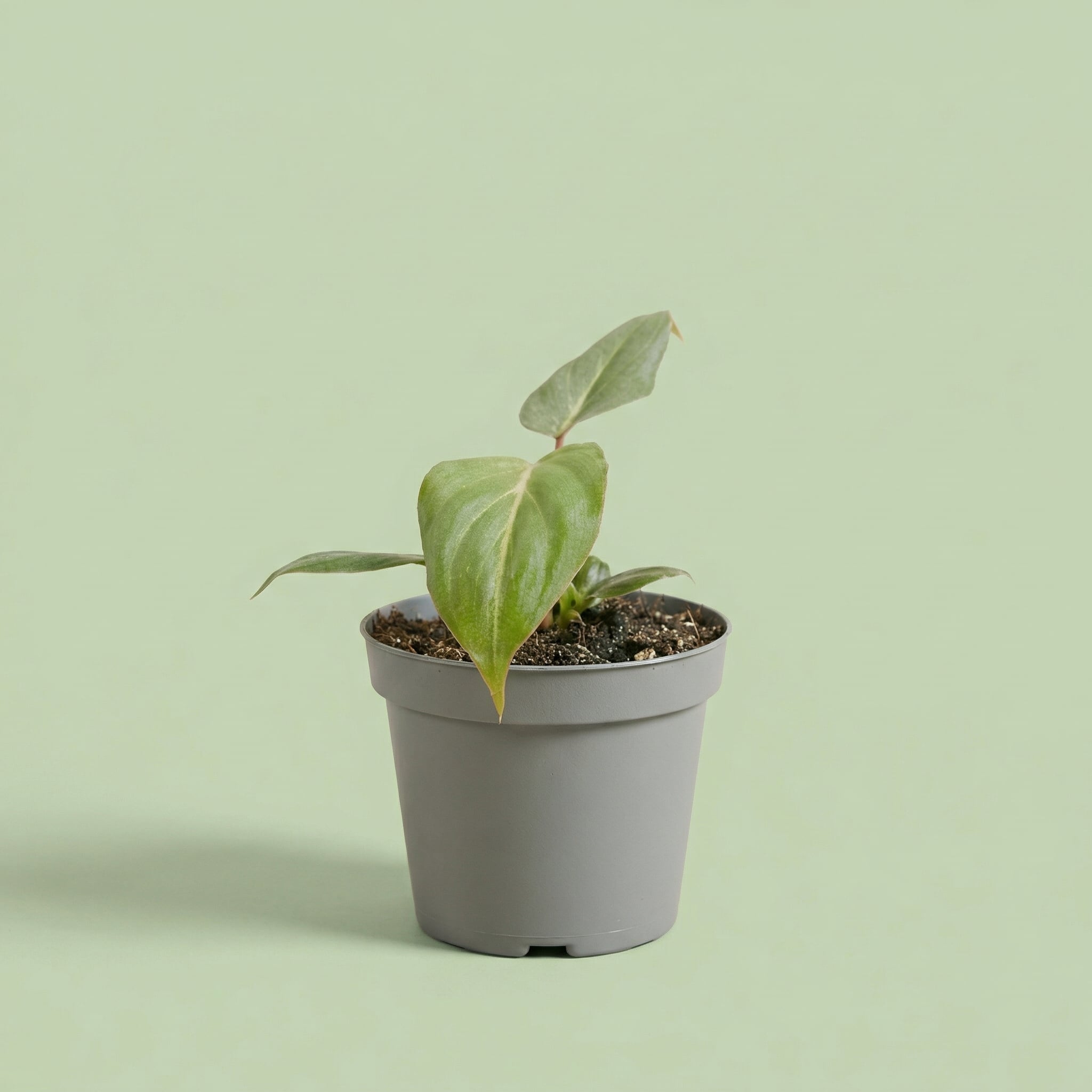 Philodendron Gloriosum Dark Form XS - plants