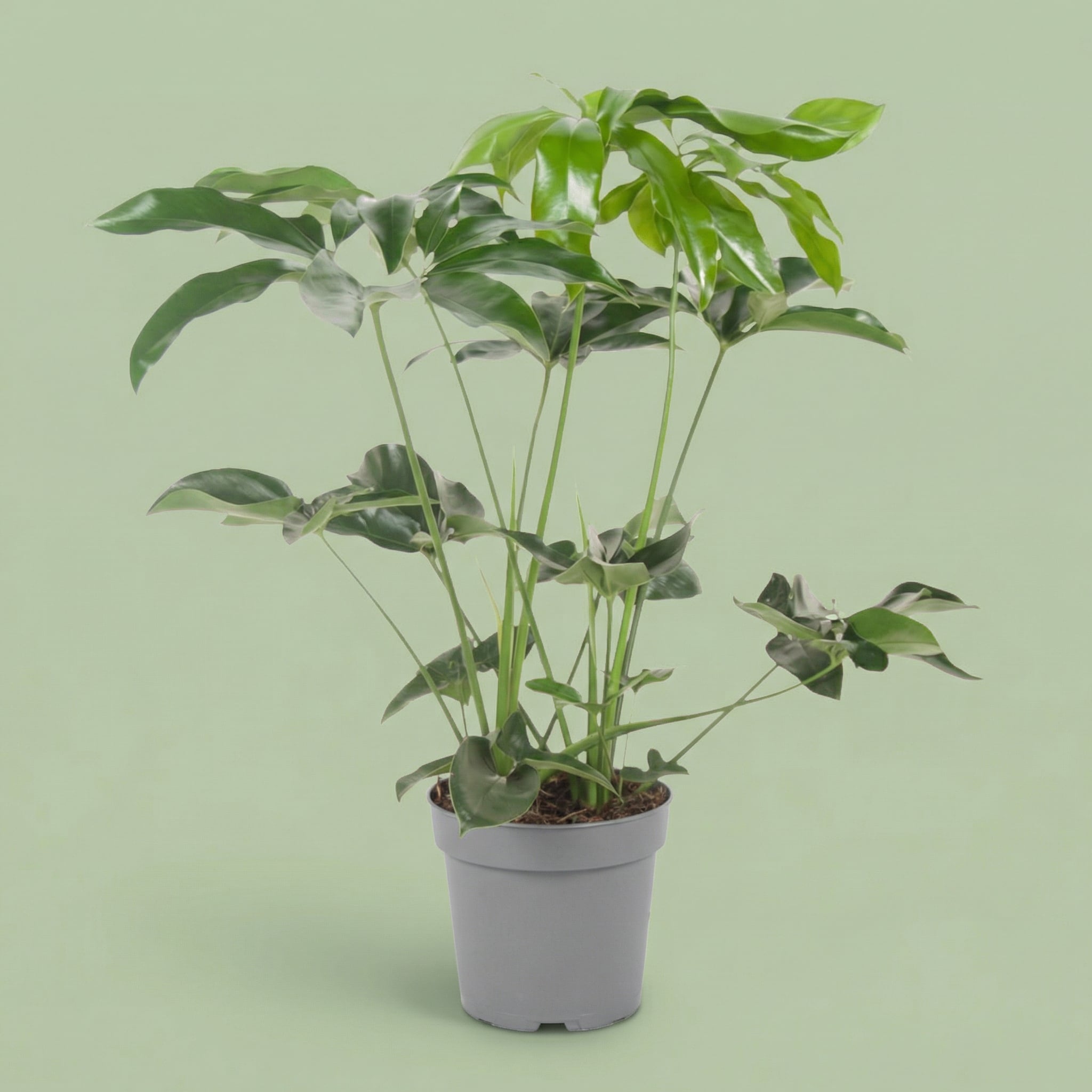 Philodendron Green Wonder XL - plants