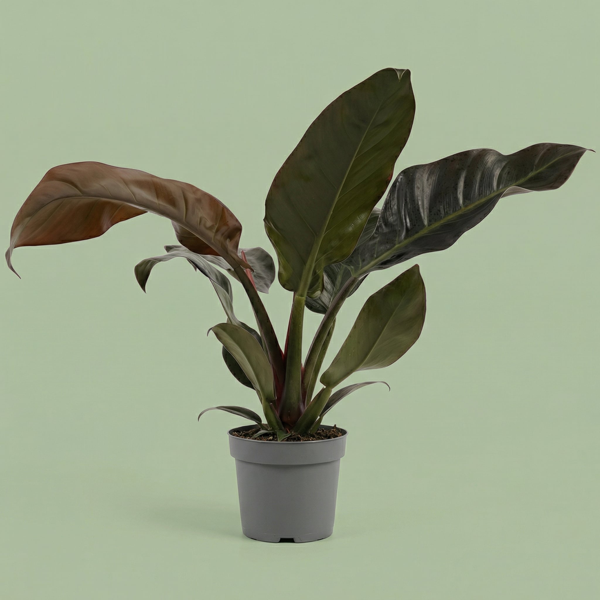 Philodendron Imperial Red M - plants