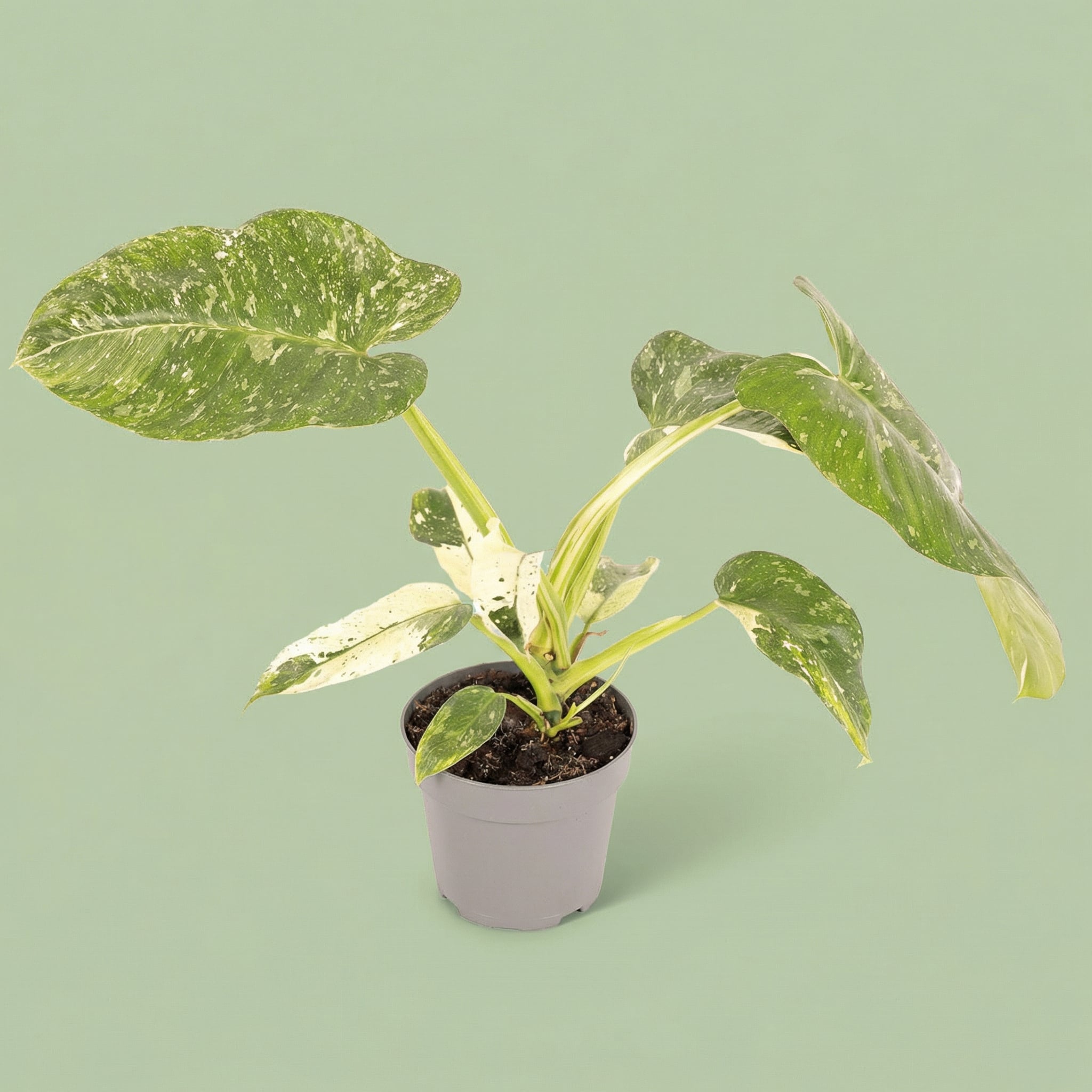 Philodendron Jose Buono M vista 5 - plants