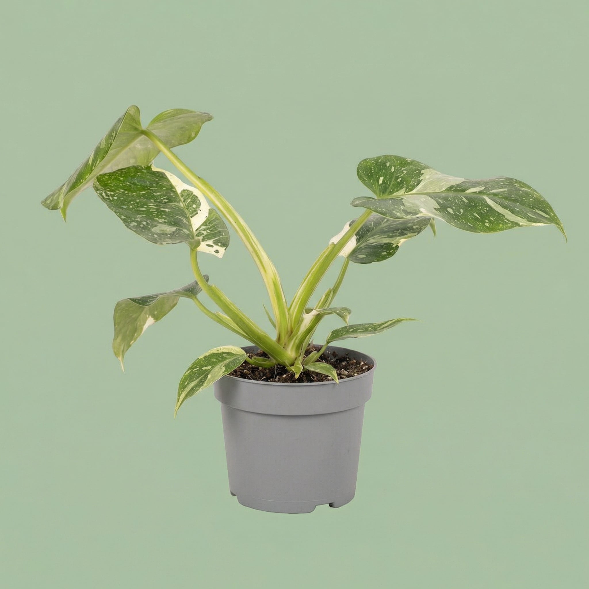Philodendron Jose Buono M vista 6 - plants
