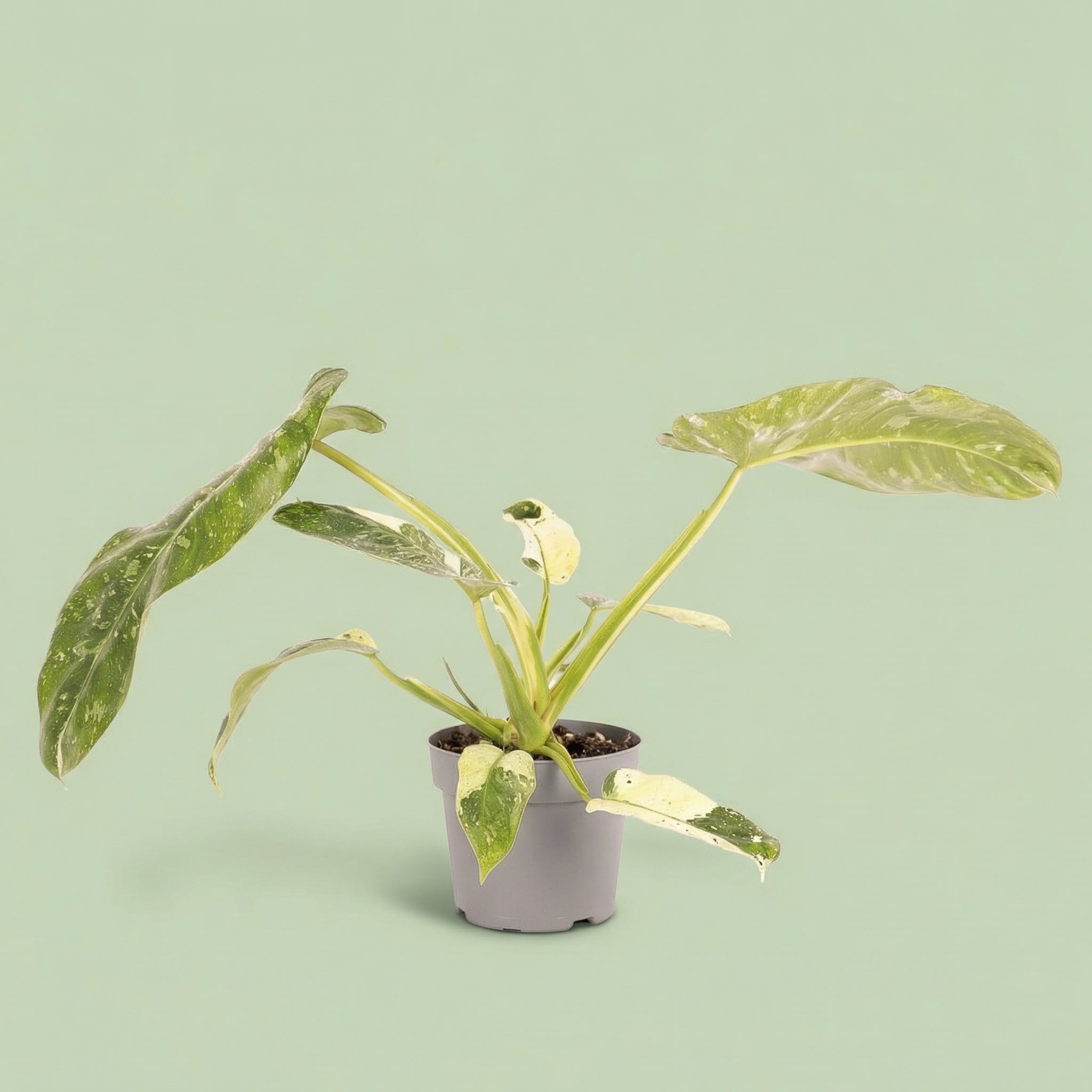 Philodendron Jose Buono M vista 7 - plants