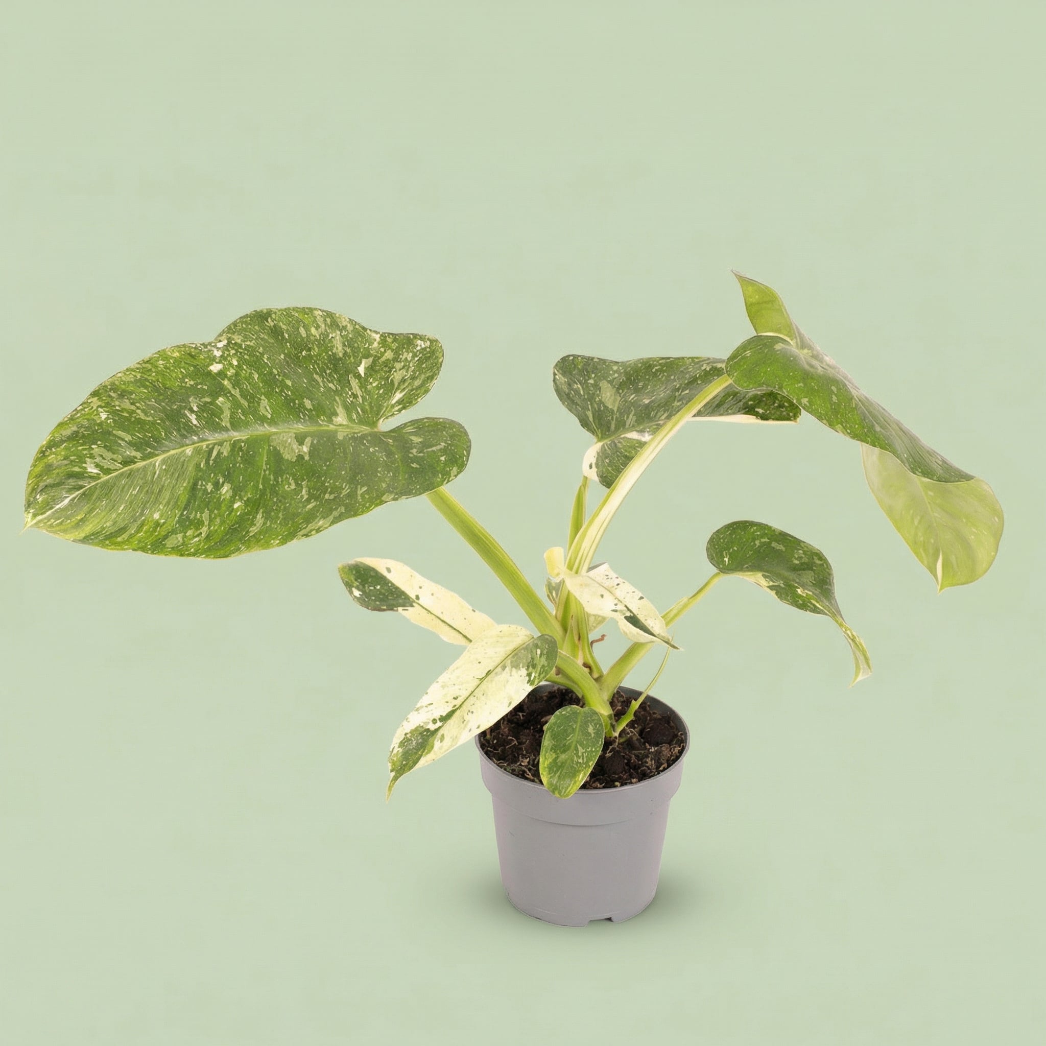 Philodendron Jose Buono M vista 8 - plants