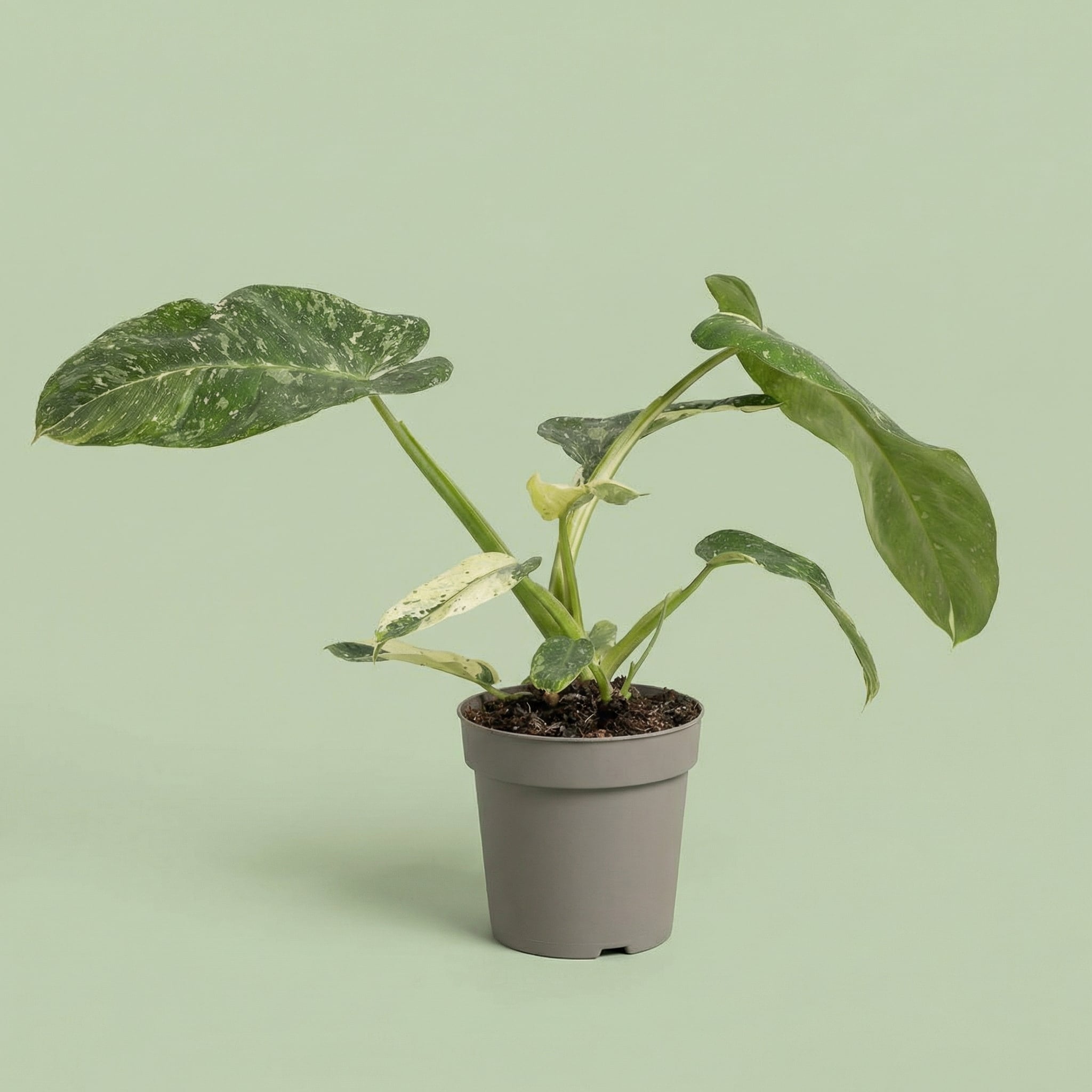 Philodendron Jose Buono M - plants