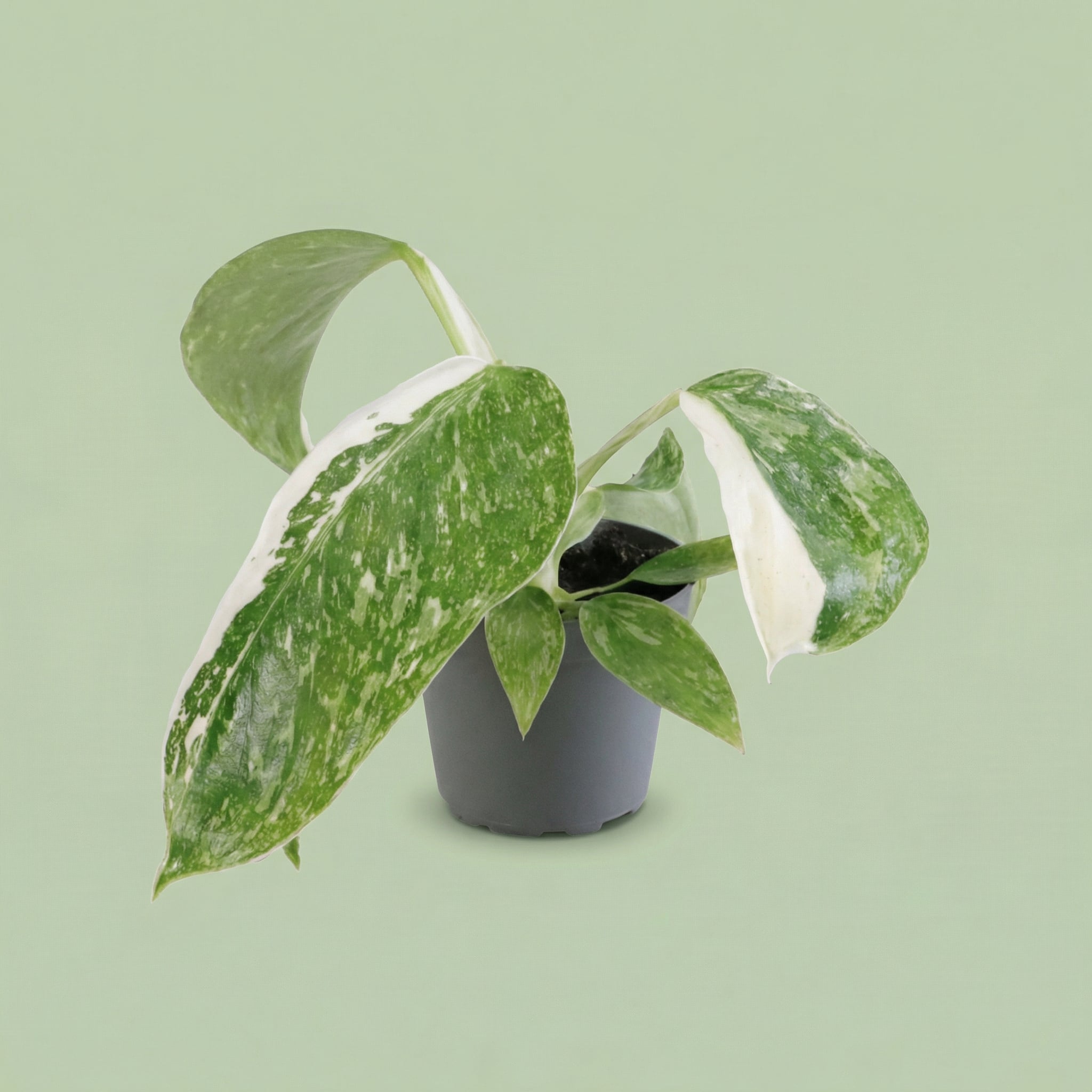 Philodendron Jose Buono XS - plants