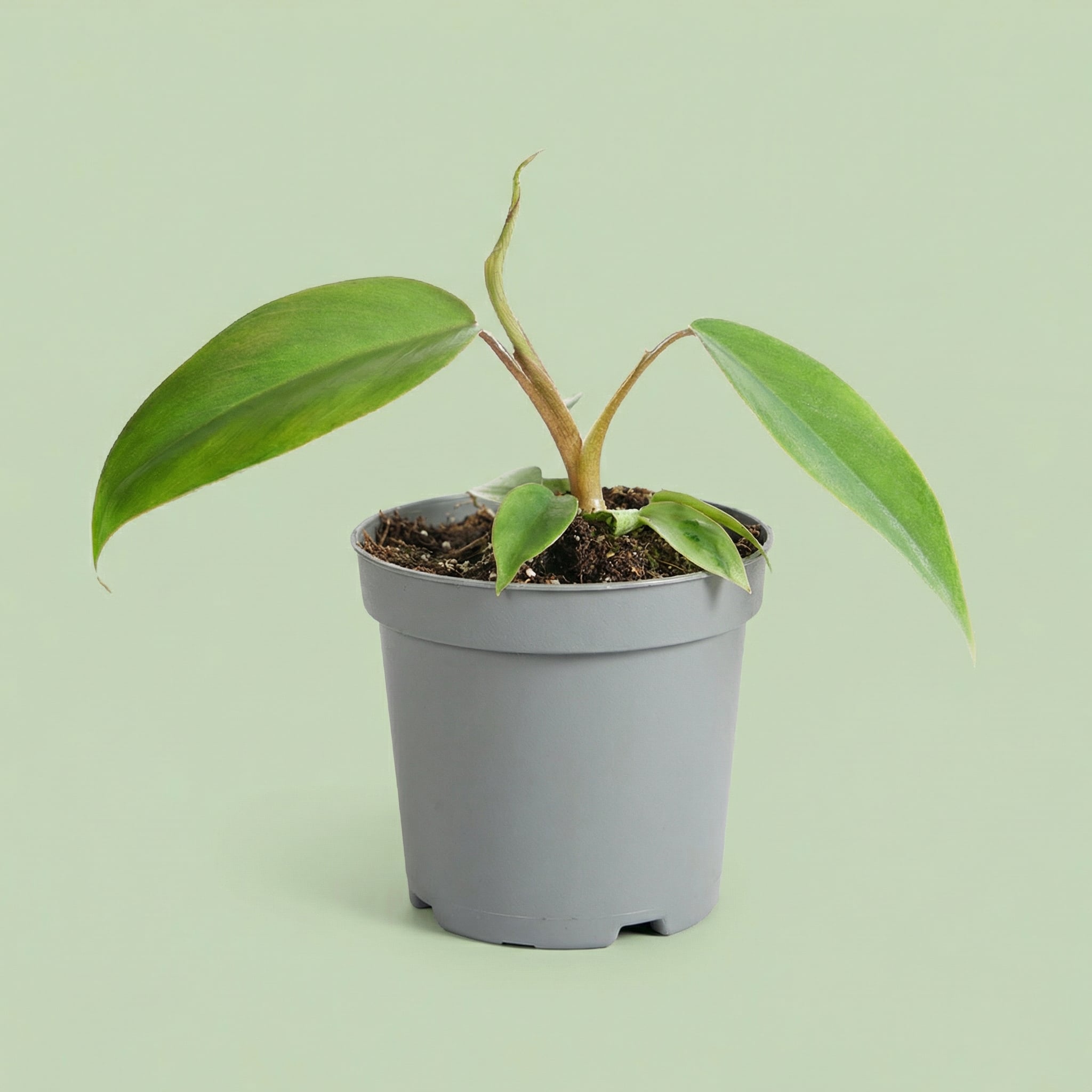 Philodendron Mayoi XS - plants