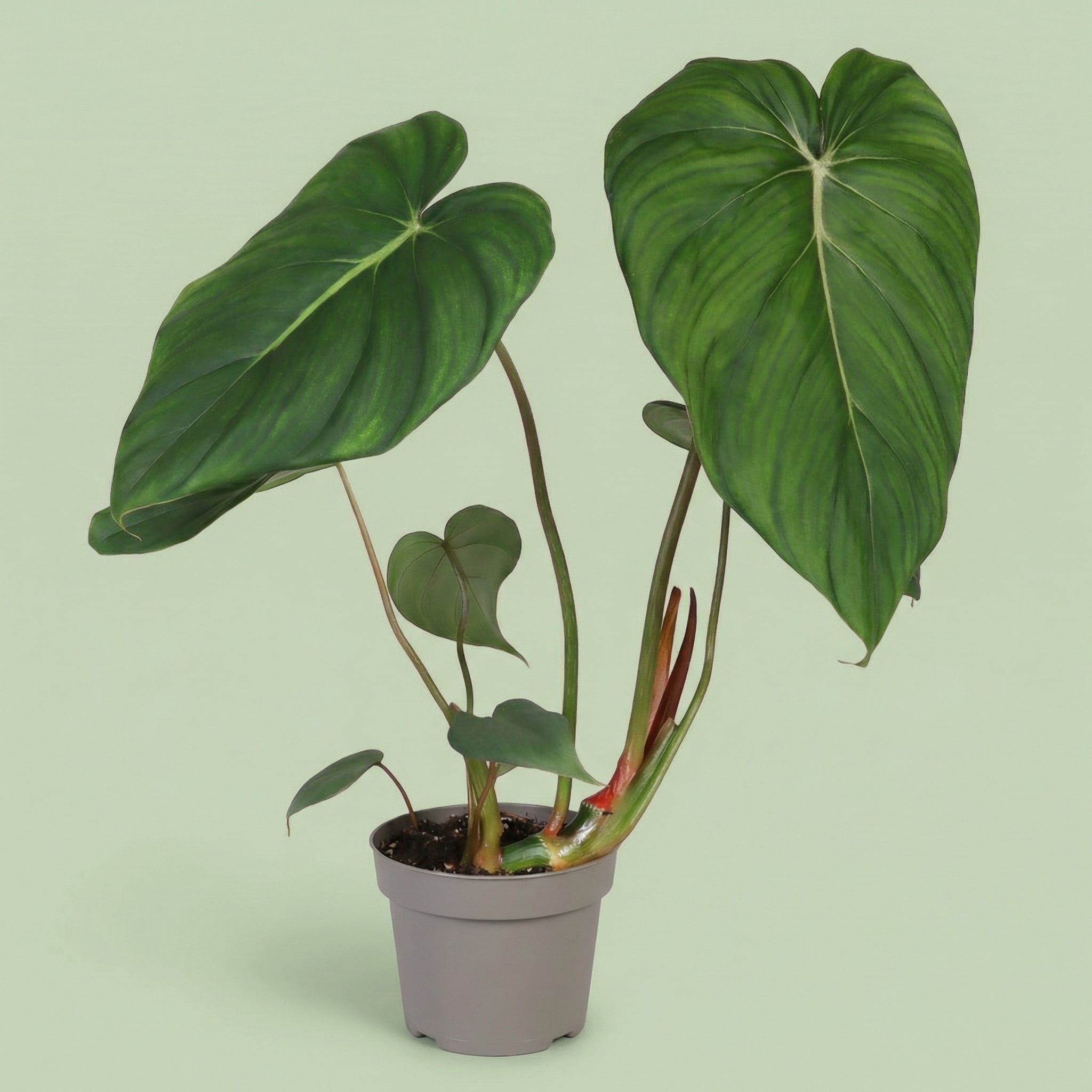Philodendron McDowell M - plants