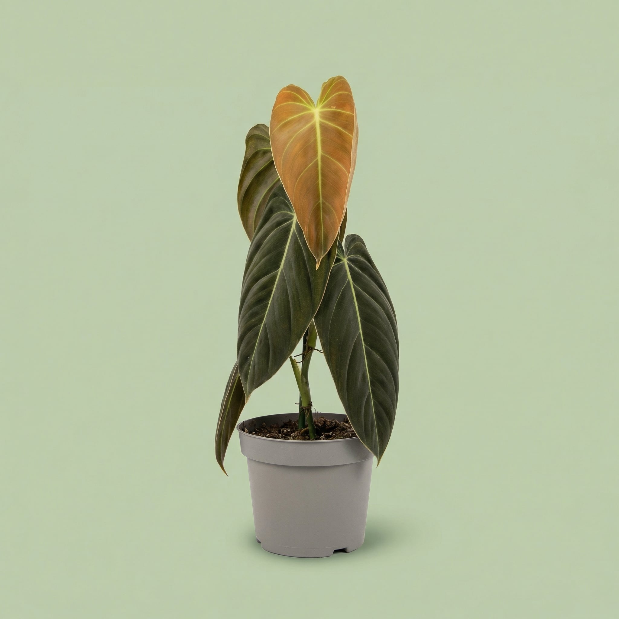 Philodendron Melanochrysum XL vista 4 - plants