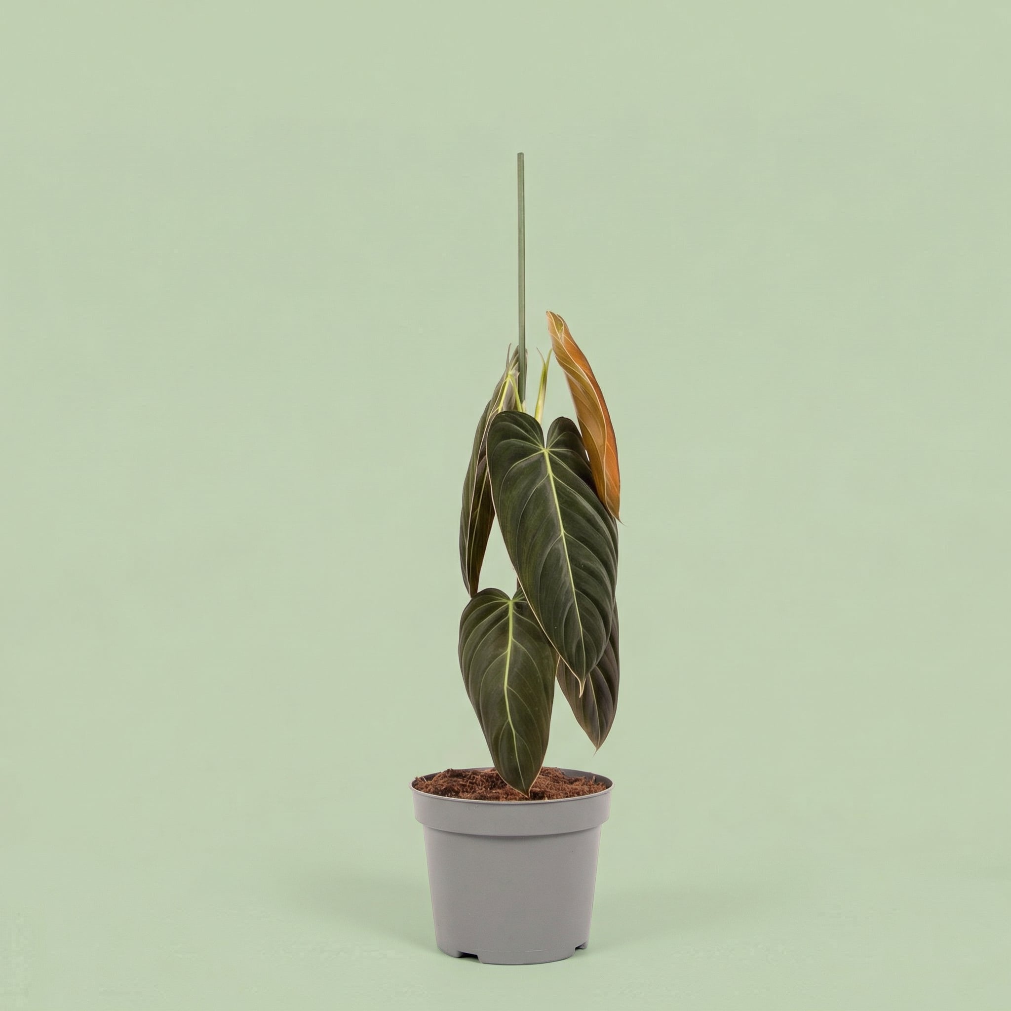 Philodendron Melanochrysum XL vista 6 - plants