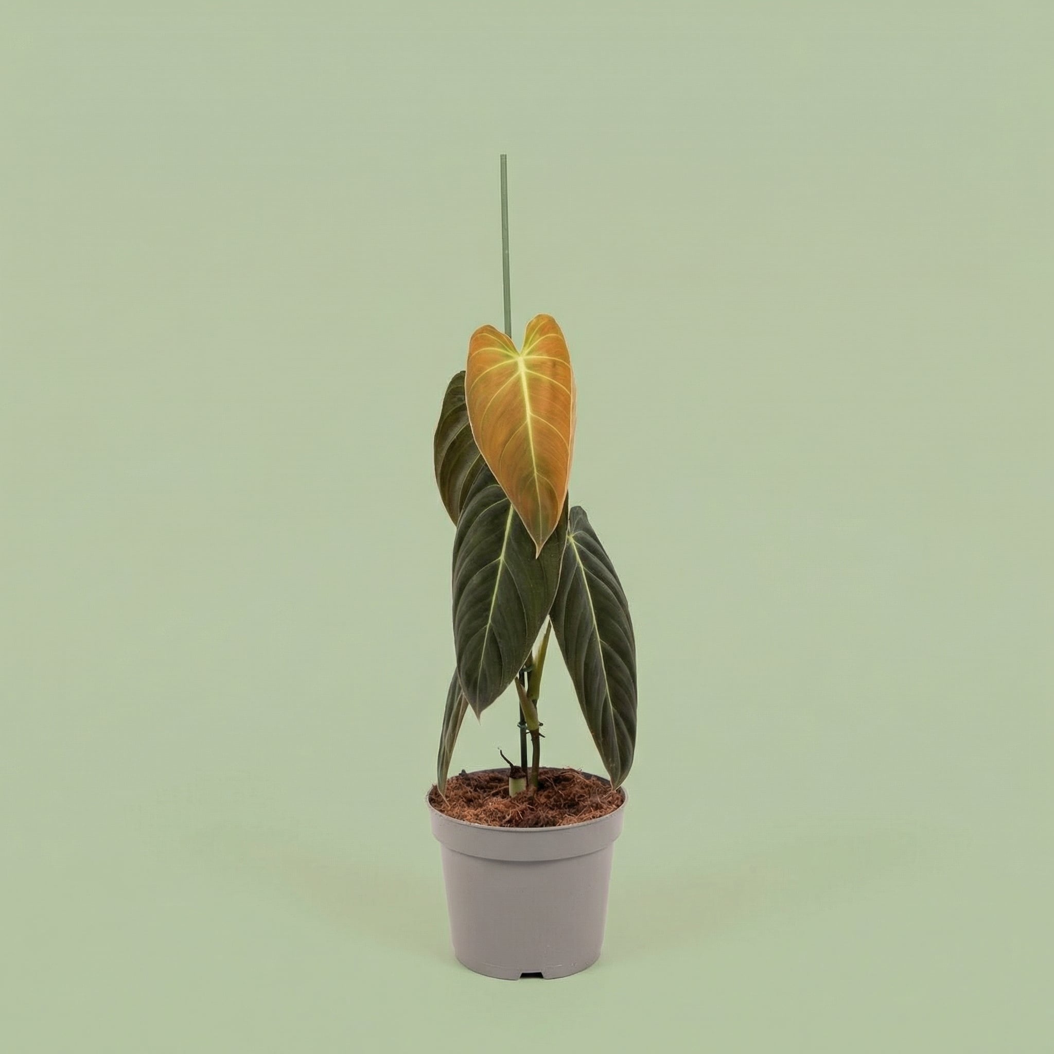 Philodendron Melanochrysum XL - plants