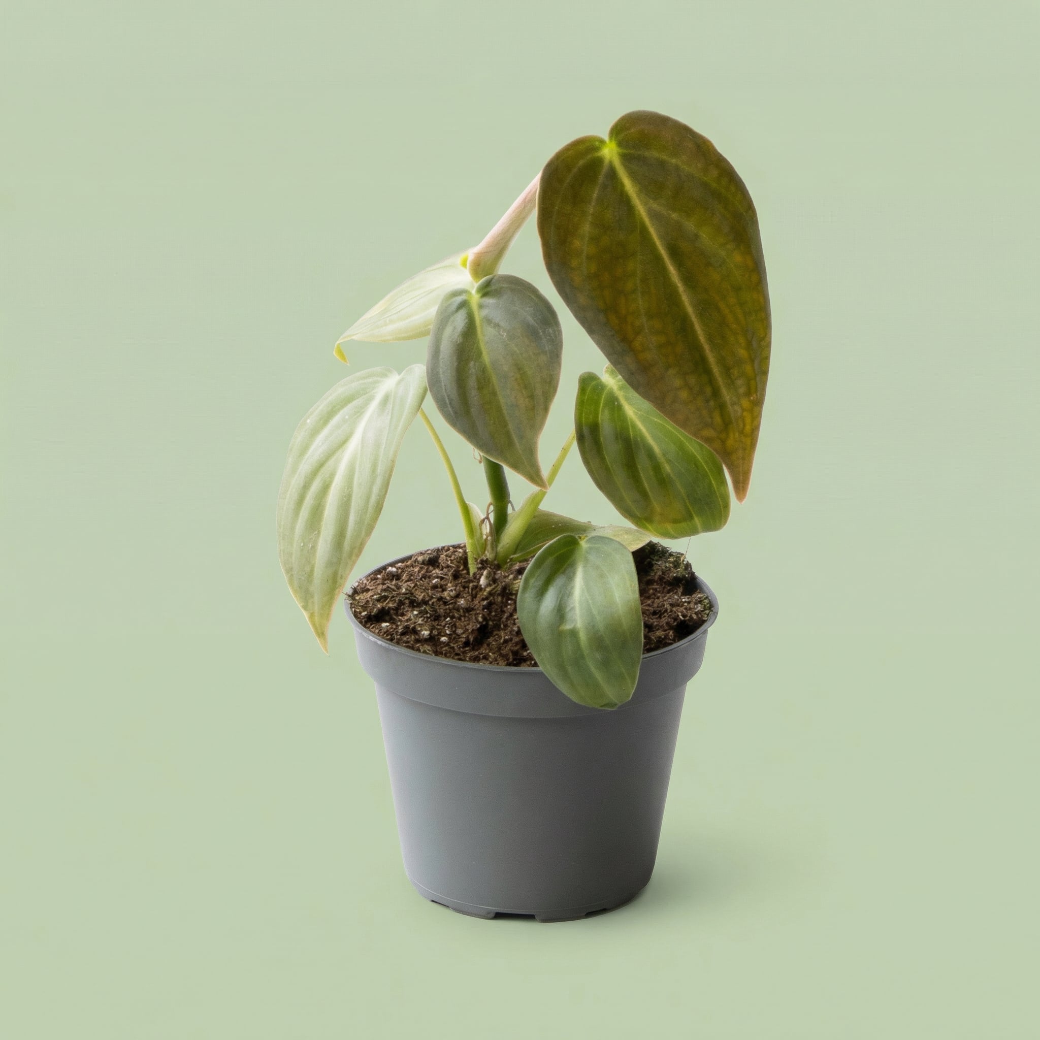 Philodendron Melanochrysum XS vista 2 - plants