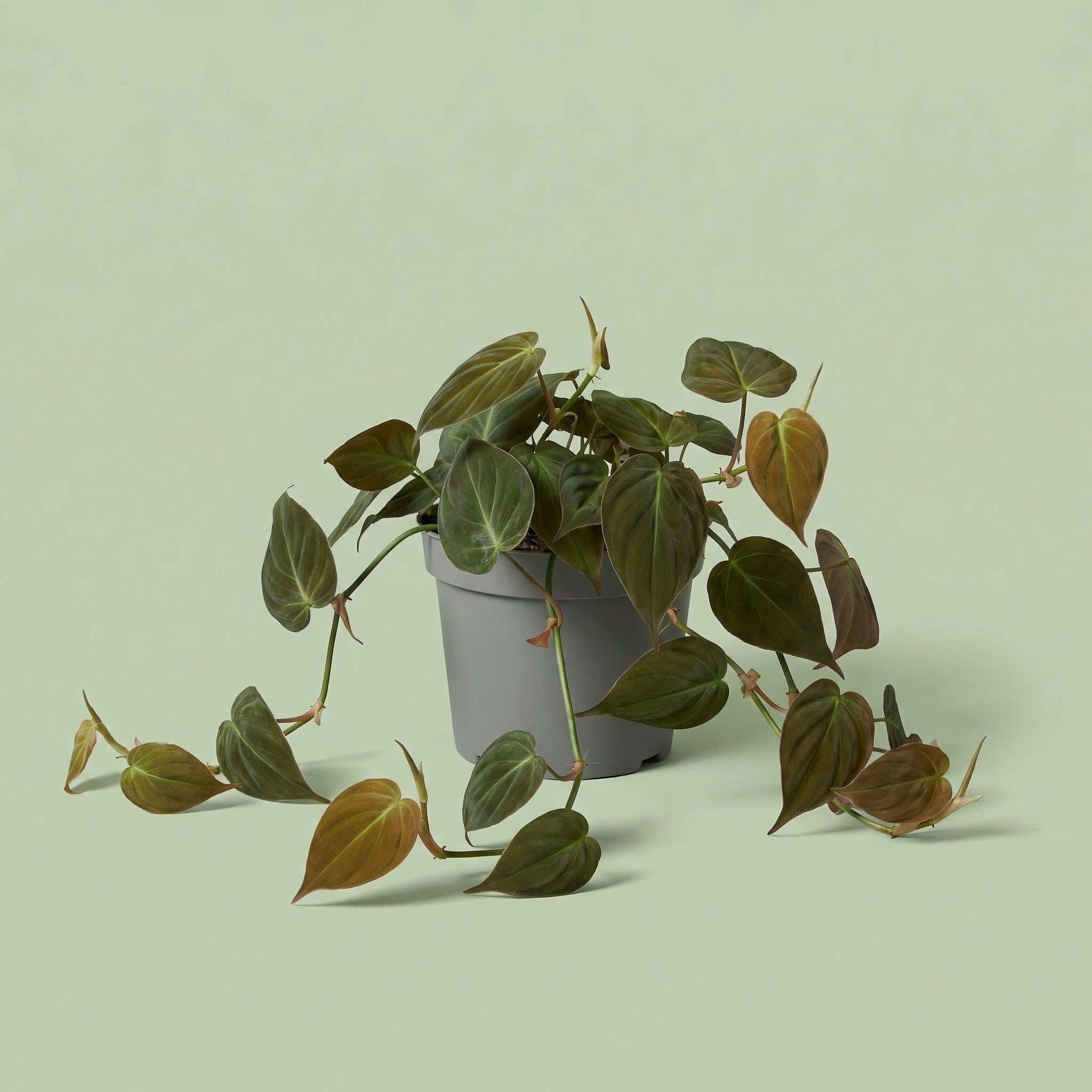 Philodendron Micans M - plants