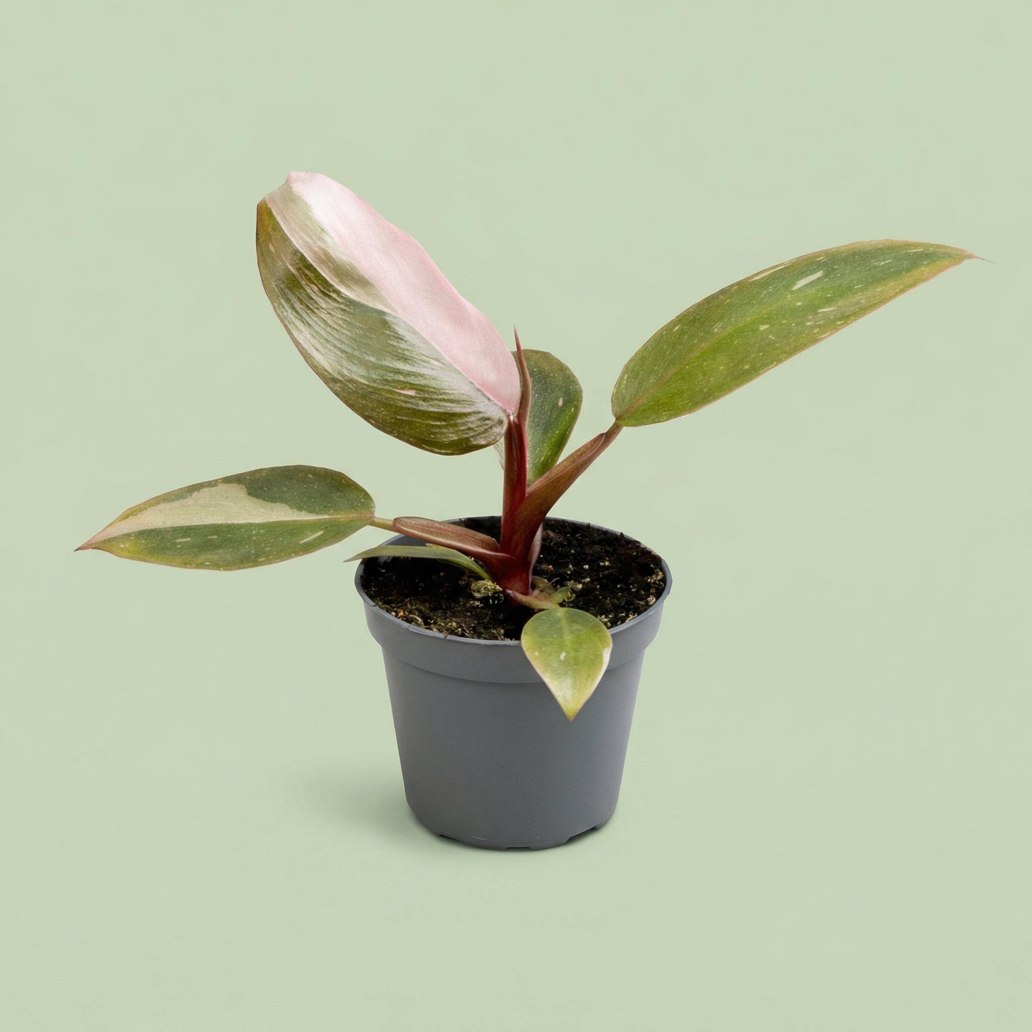 Philodendron Pink Princess XS - plants