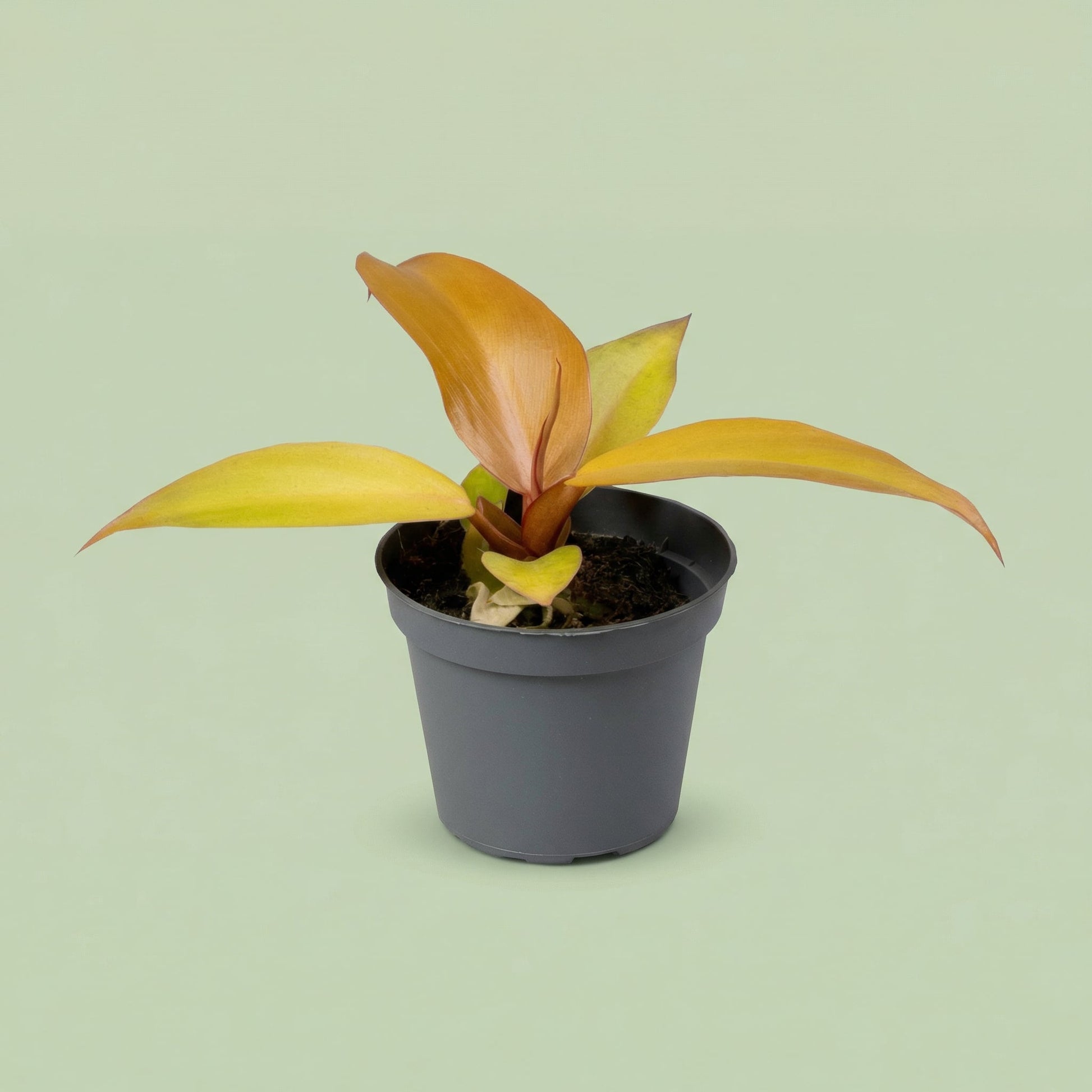 Philodendron Red Sun XS - plants