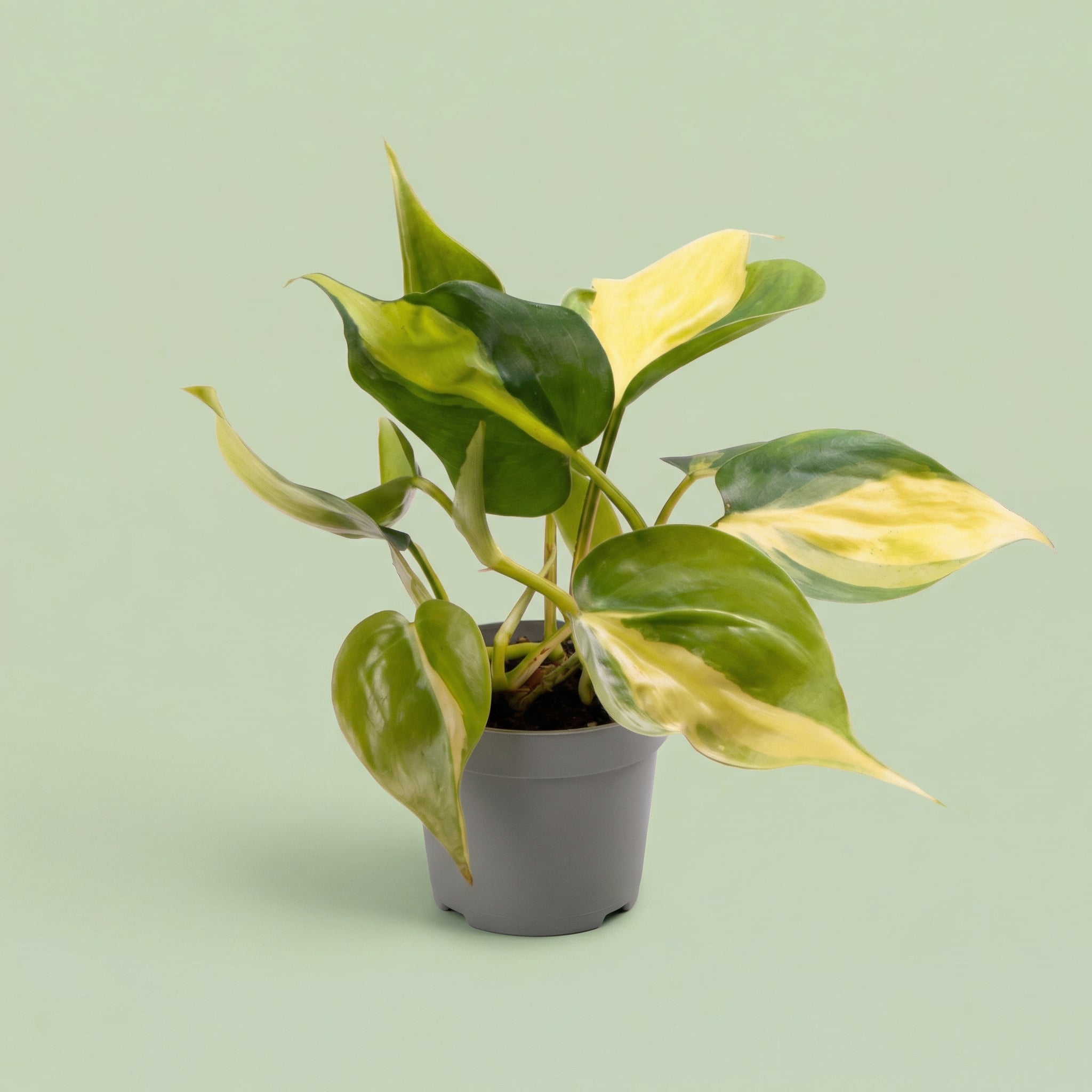 Philodendron Scandens Brasil XS - plants