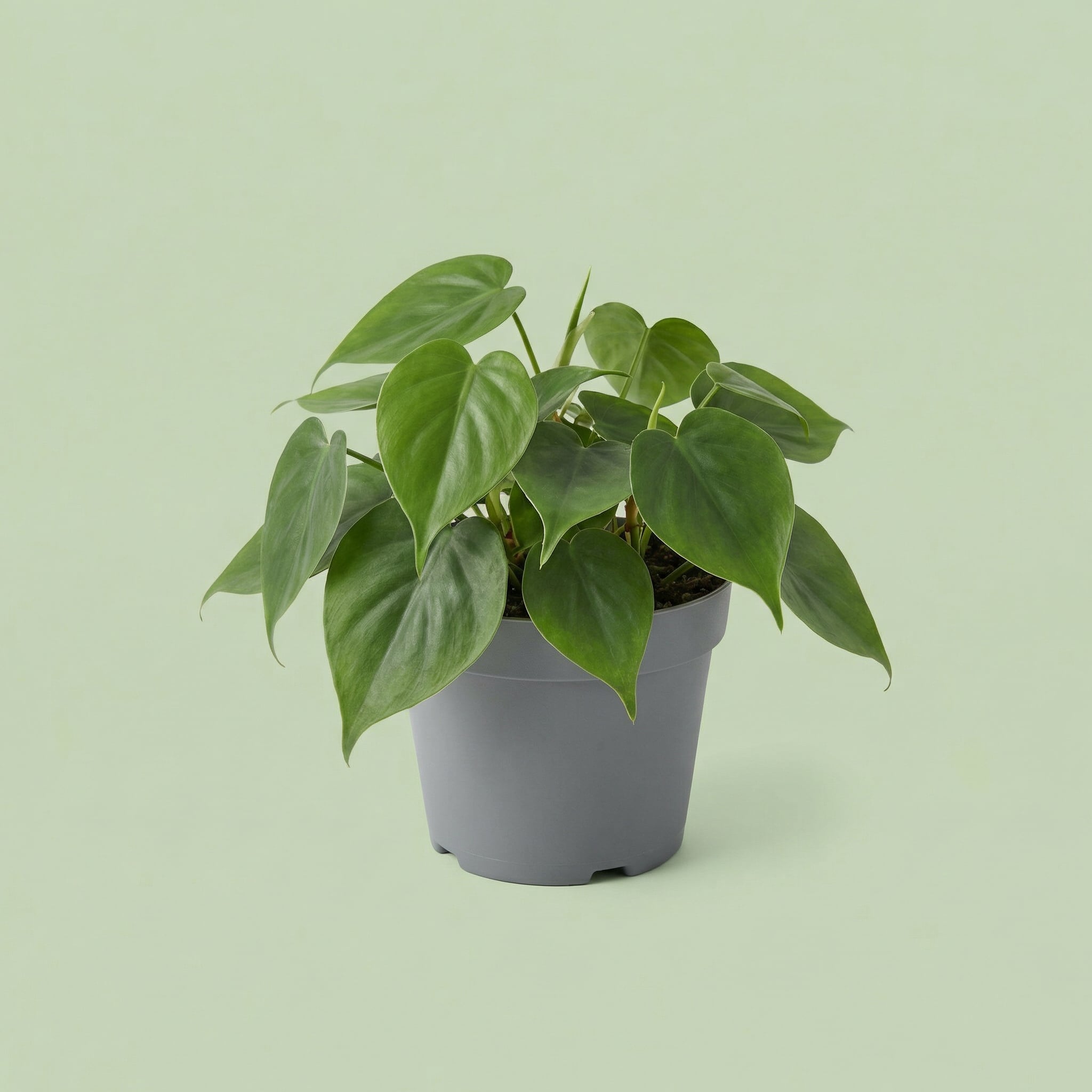 Philodendron Scandens M - plants