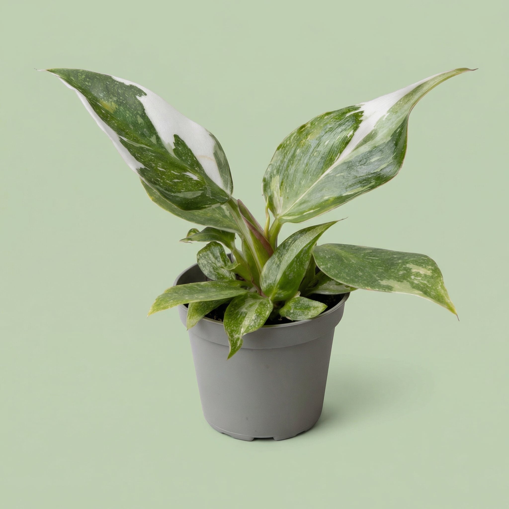 Philodendron White Princess XS - plants