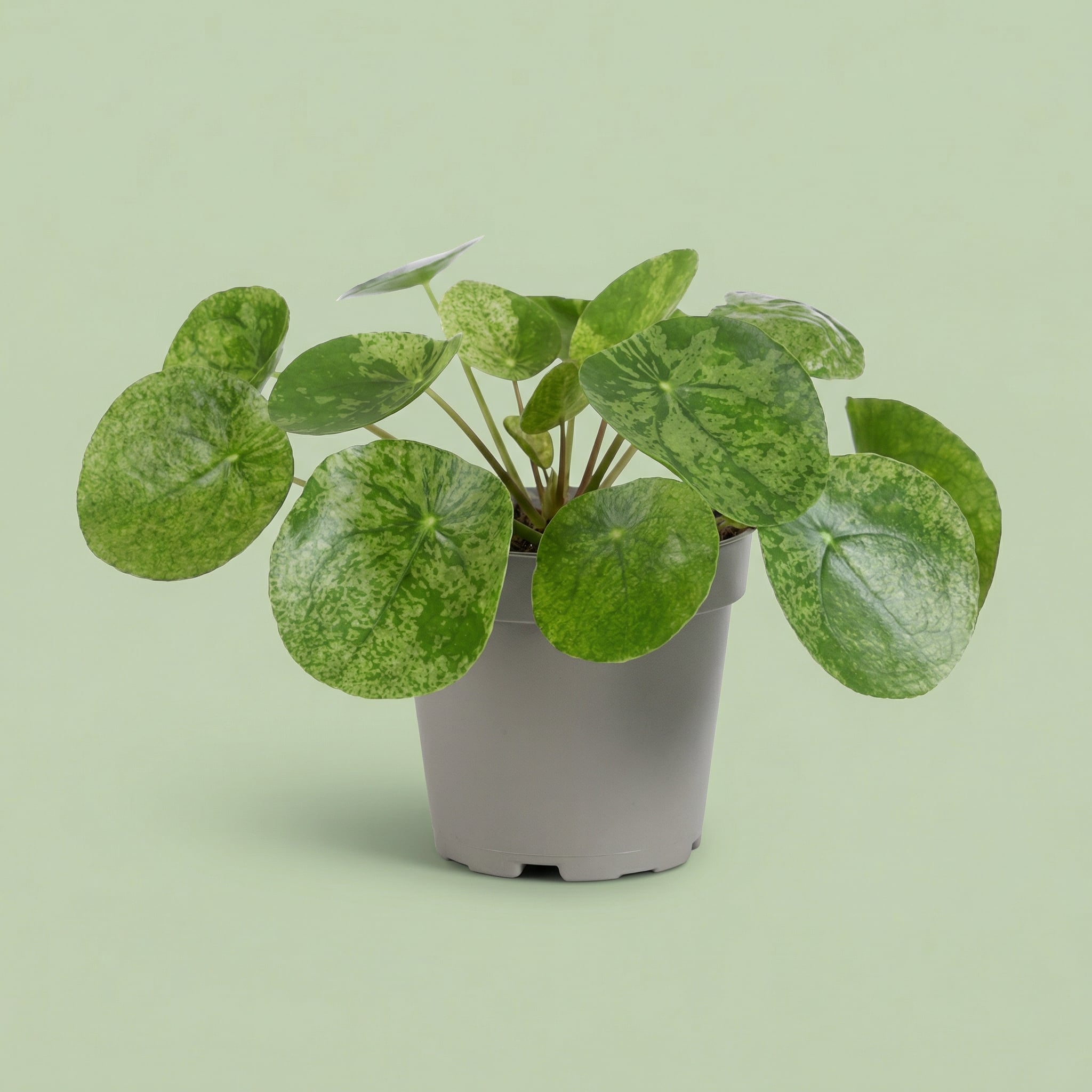 Pilea Mojito M - plants