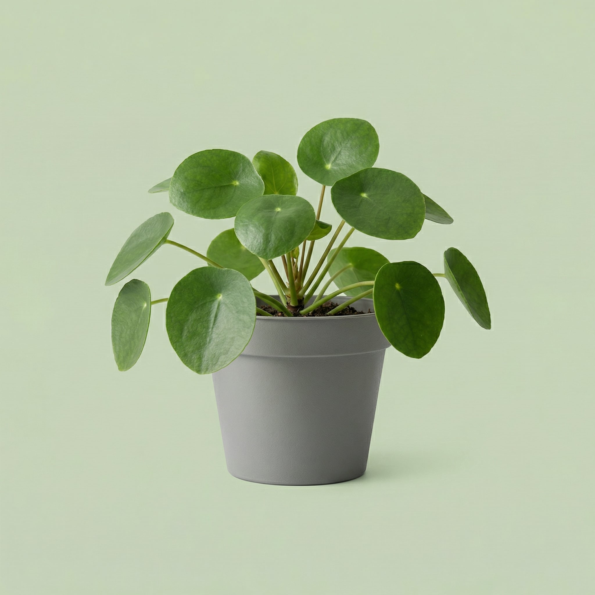 Pilea Peperomioides M - plants