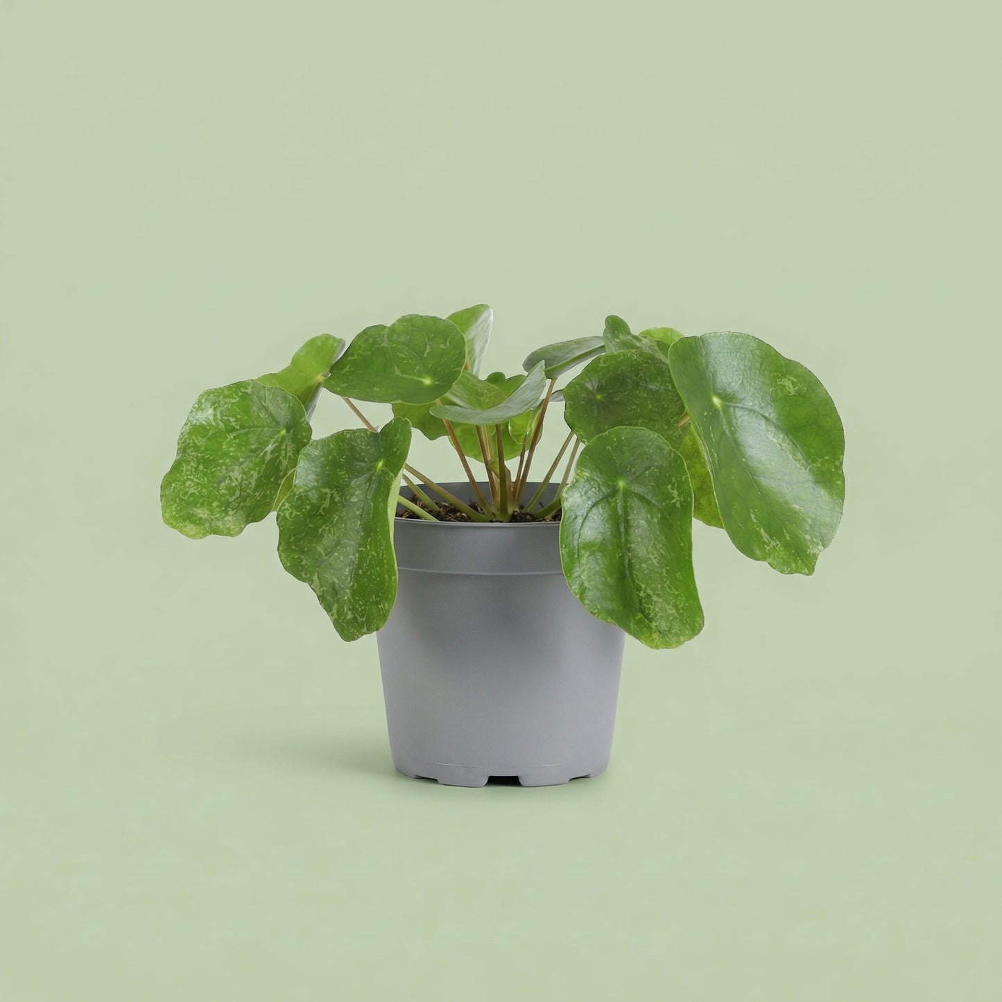 Pilea Sugar M - plants
