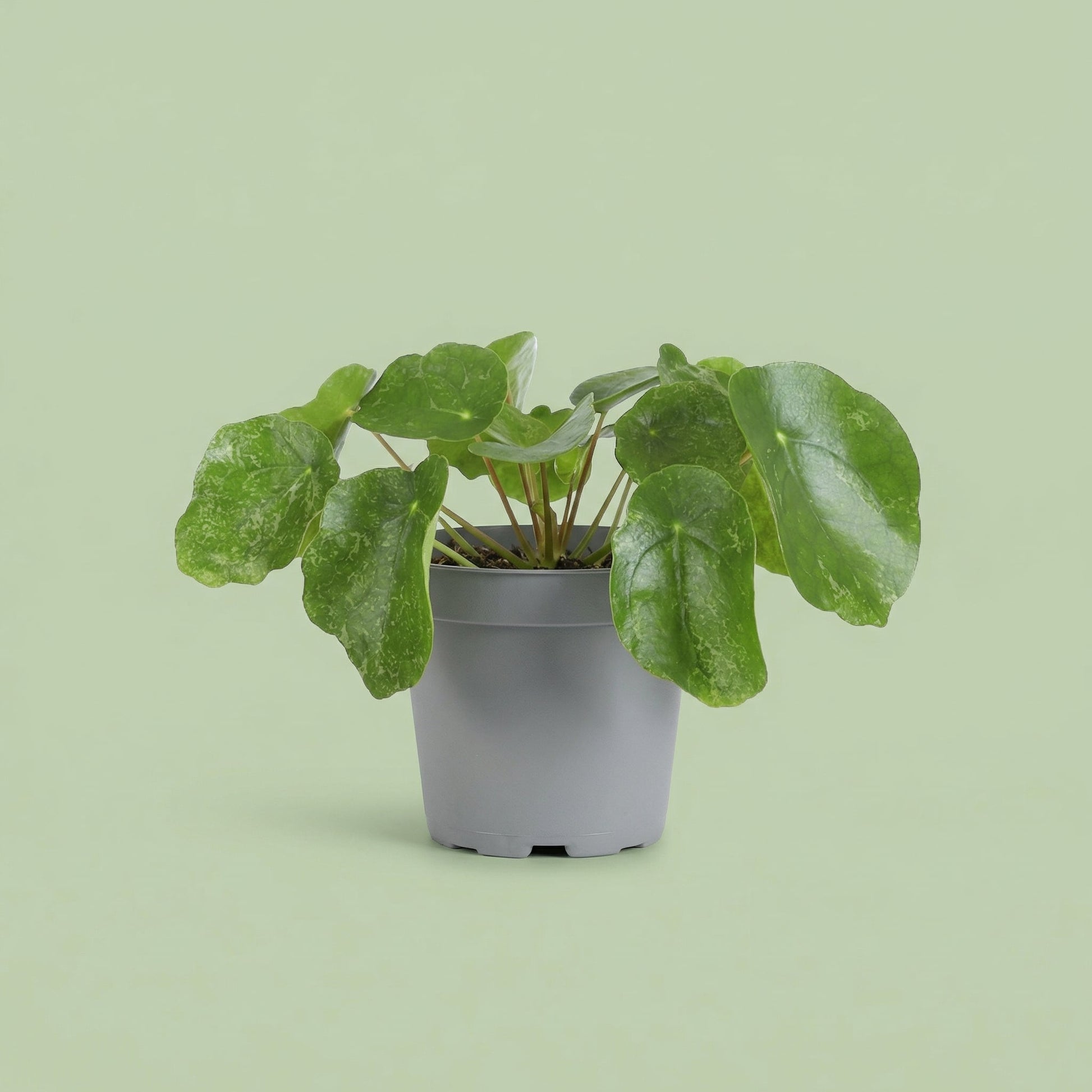 Pilea Sugar M - plants