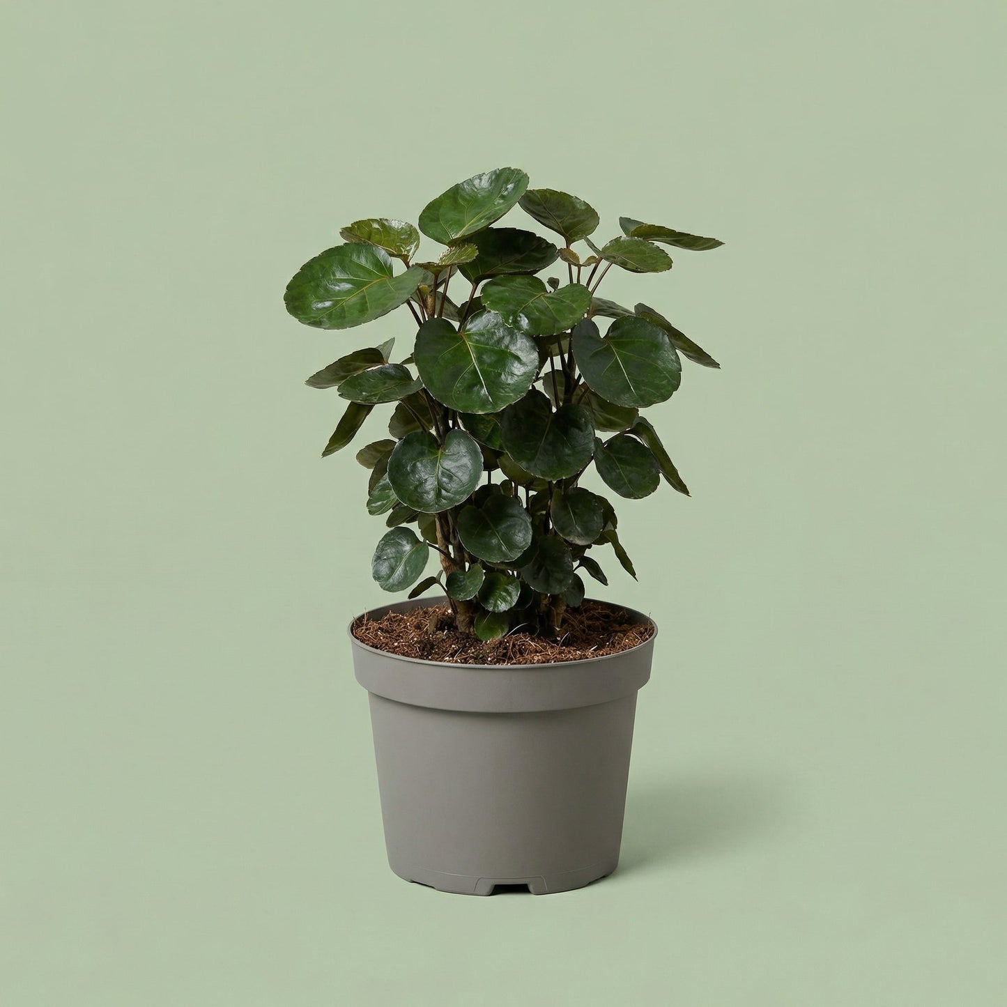 Polyscias Fabian M - plants