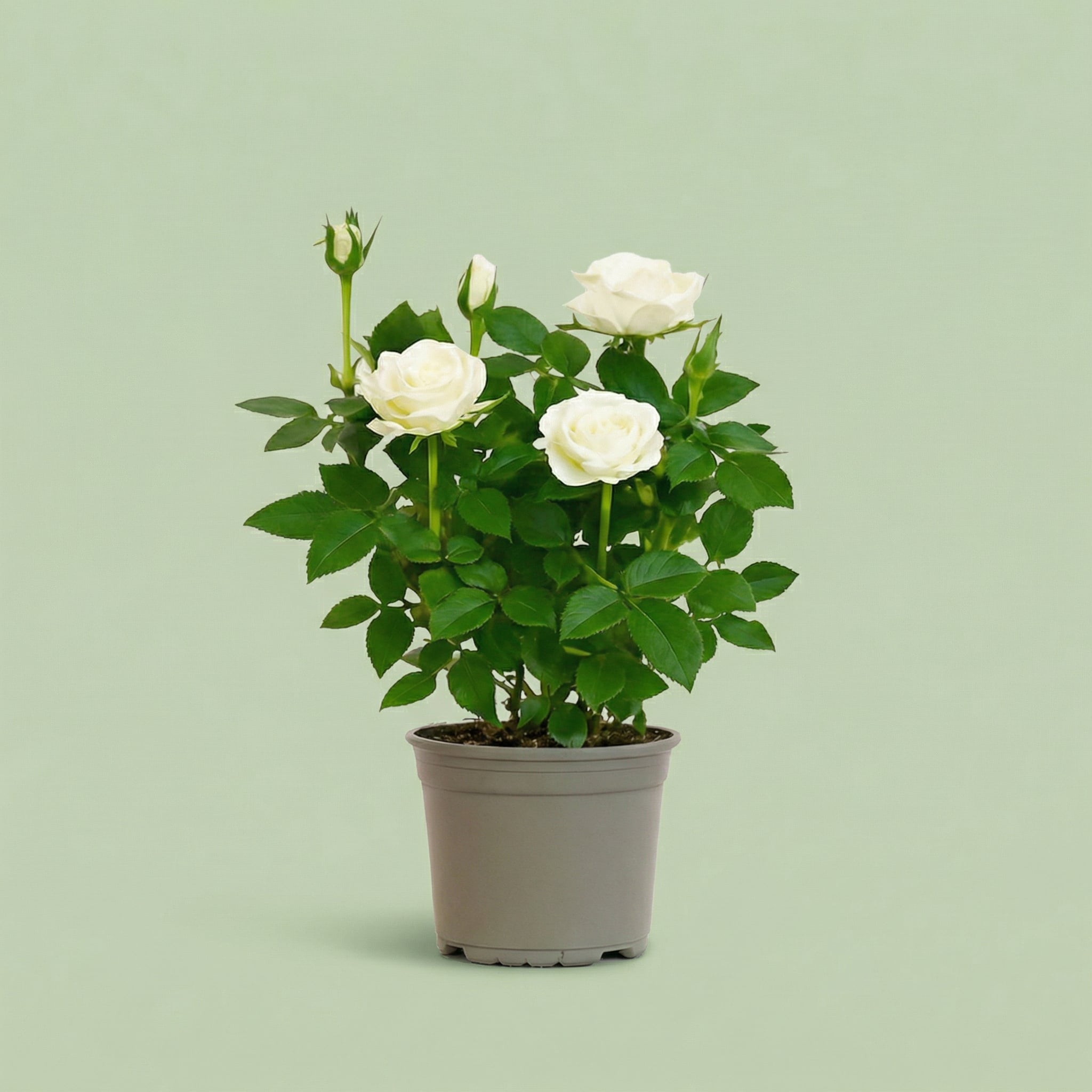 Rosa Alaska Star M - plants