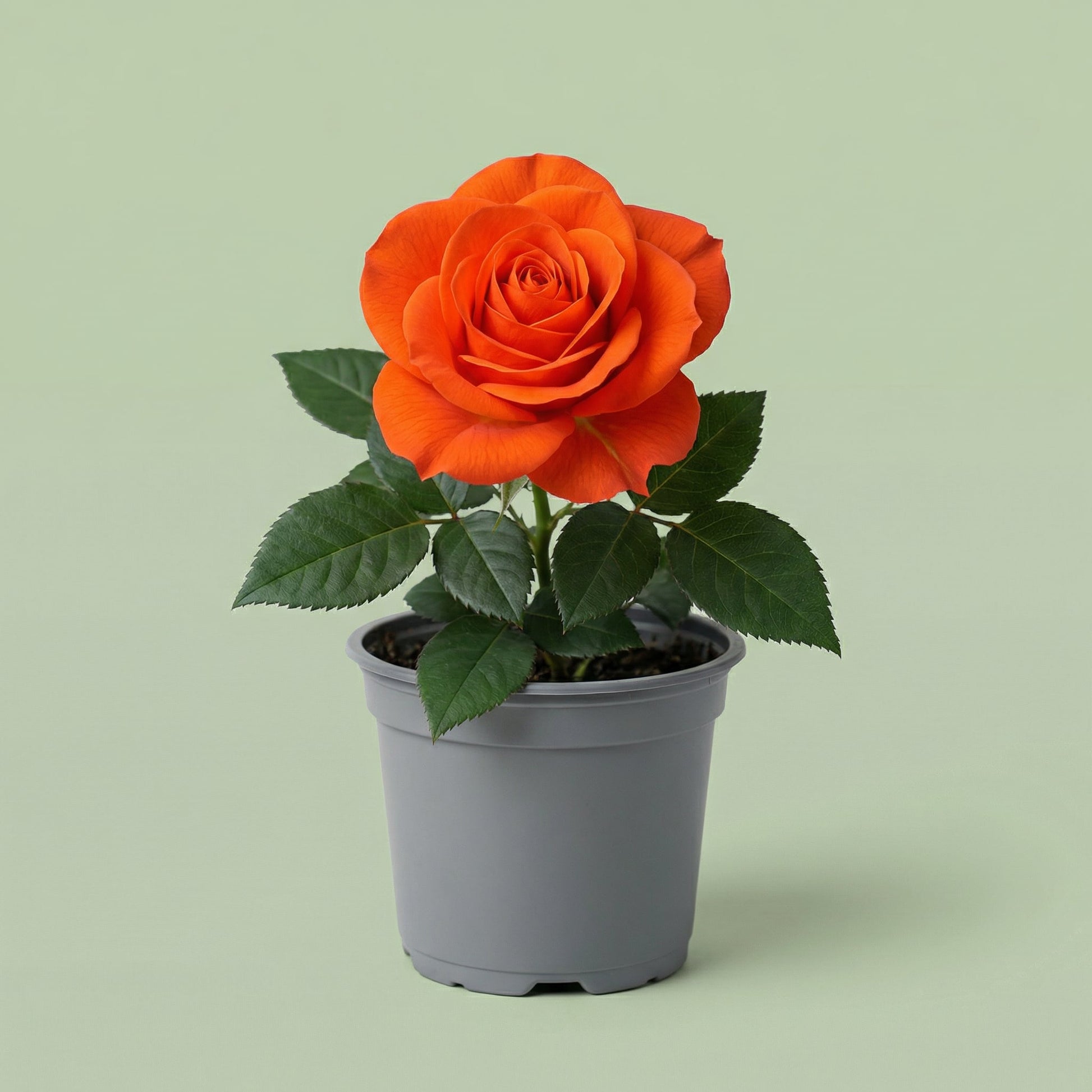 Rosa Orange Star M vista 2 - plants