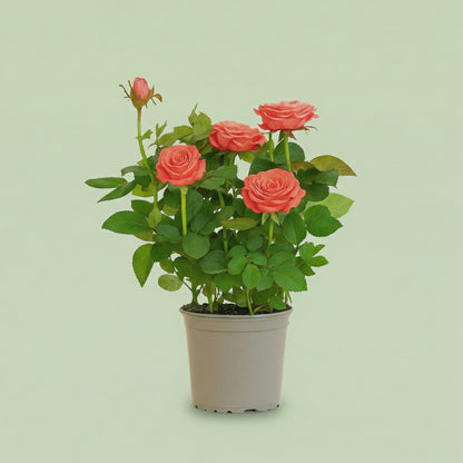Rosa Orange Star M - plants