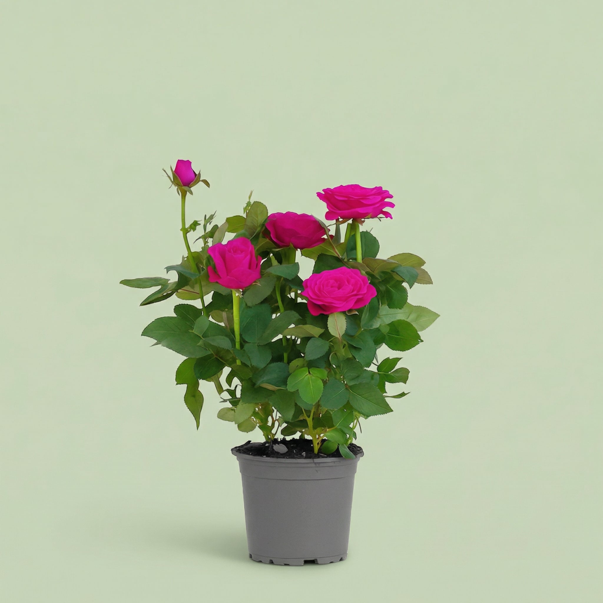 Rosa Purple Star M - plants