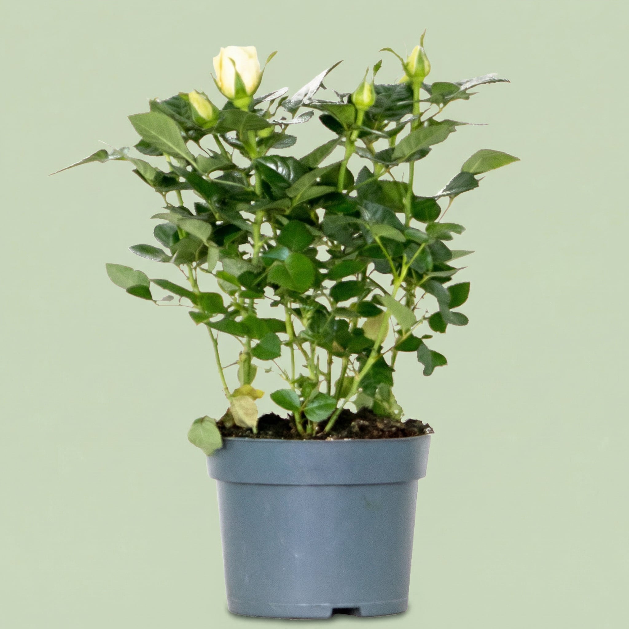 Rosa Shining Star M - plants