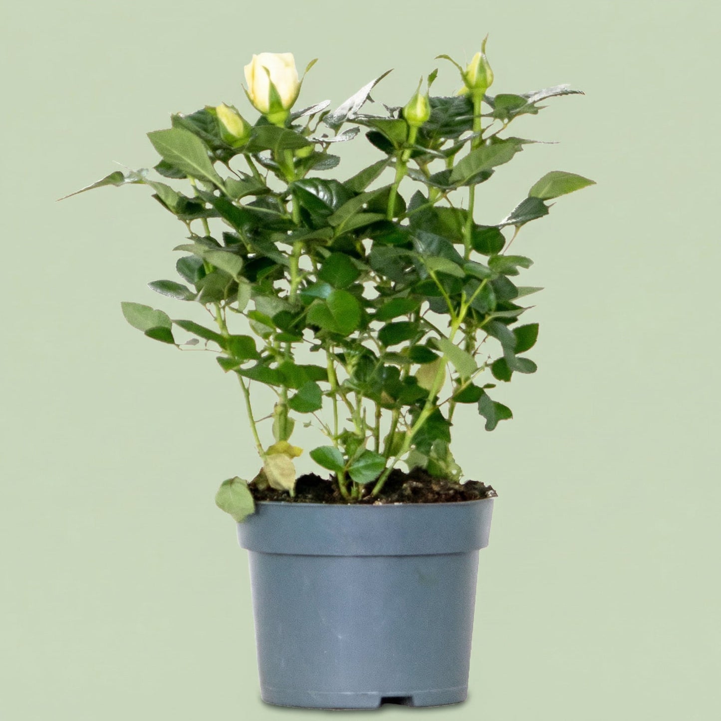 Rosa Shining Star M - plants