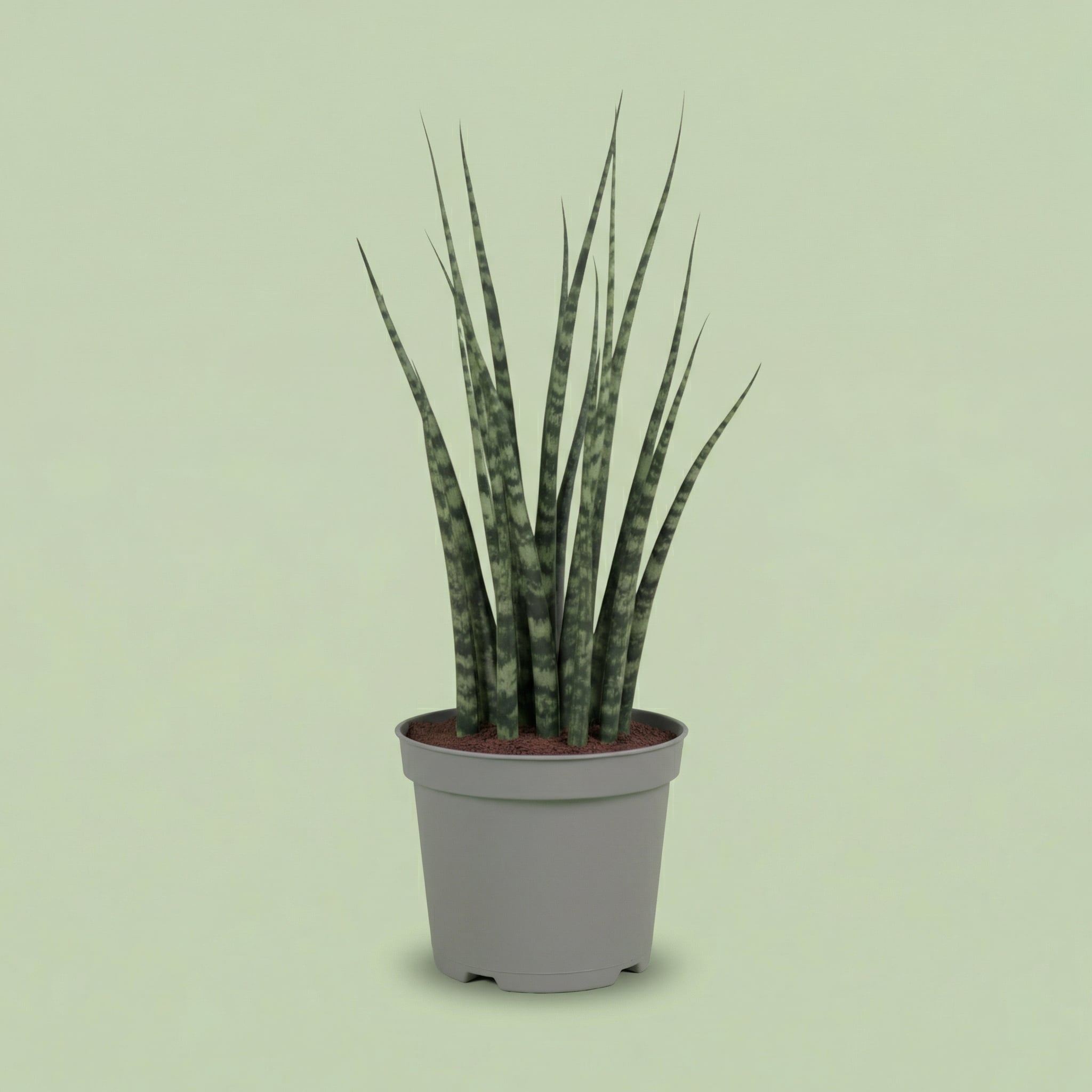 Sansevieria Fernwood Mikado XS - plants