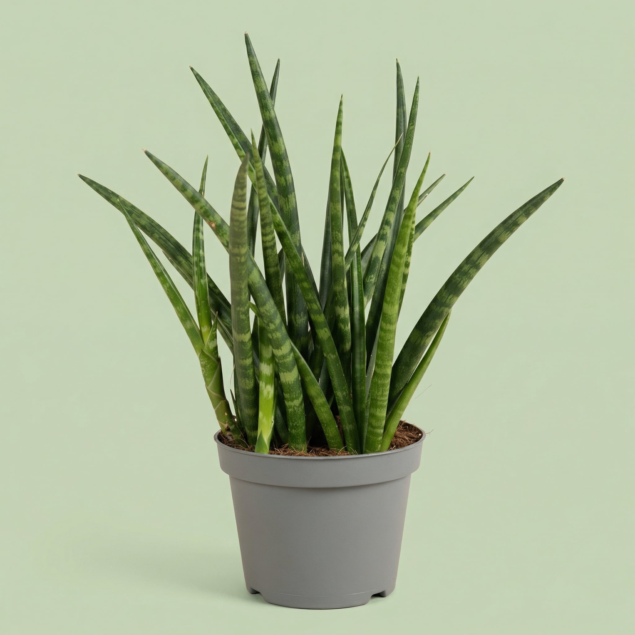Sansevieria Fernwood Punk M vista 2 - plants