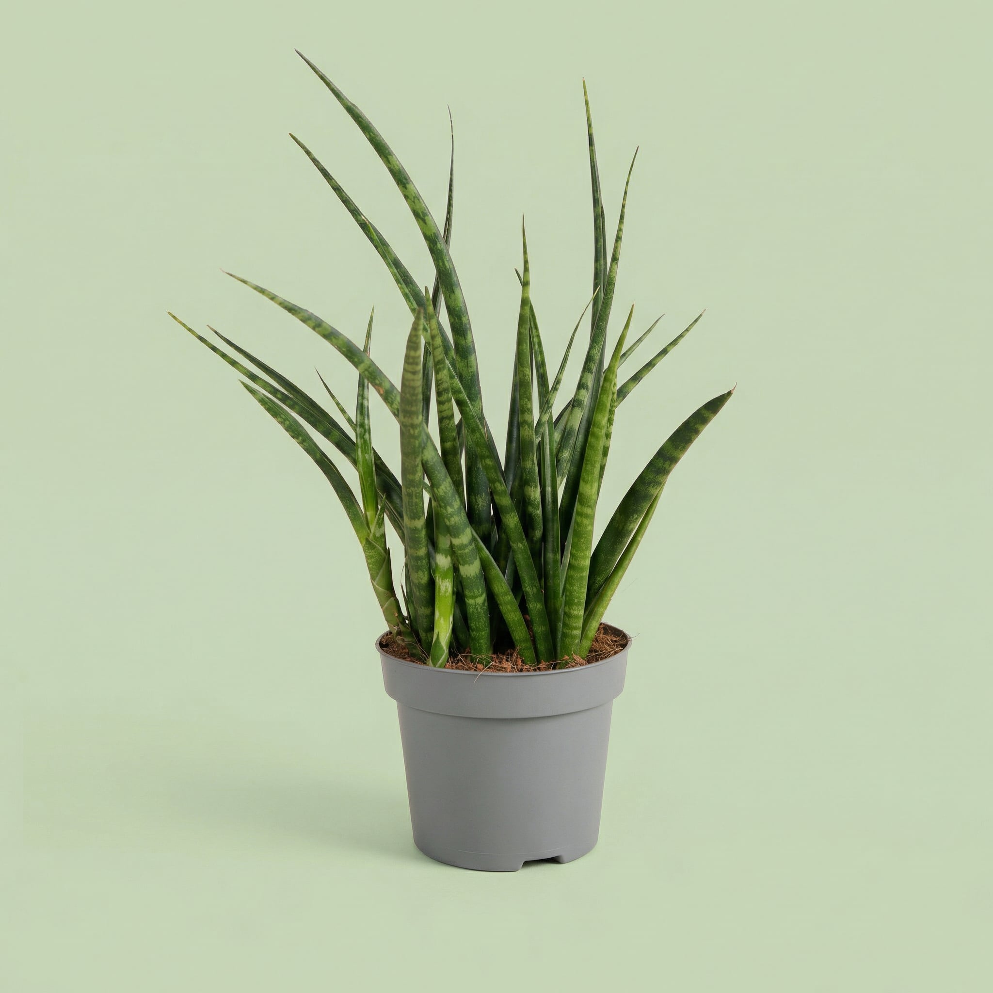 Sansevieria Fernwood Punk M - plants