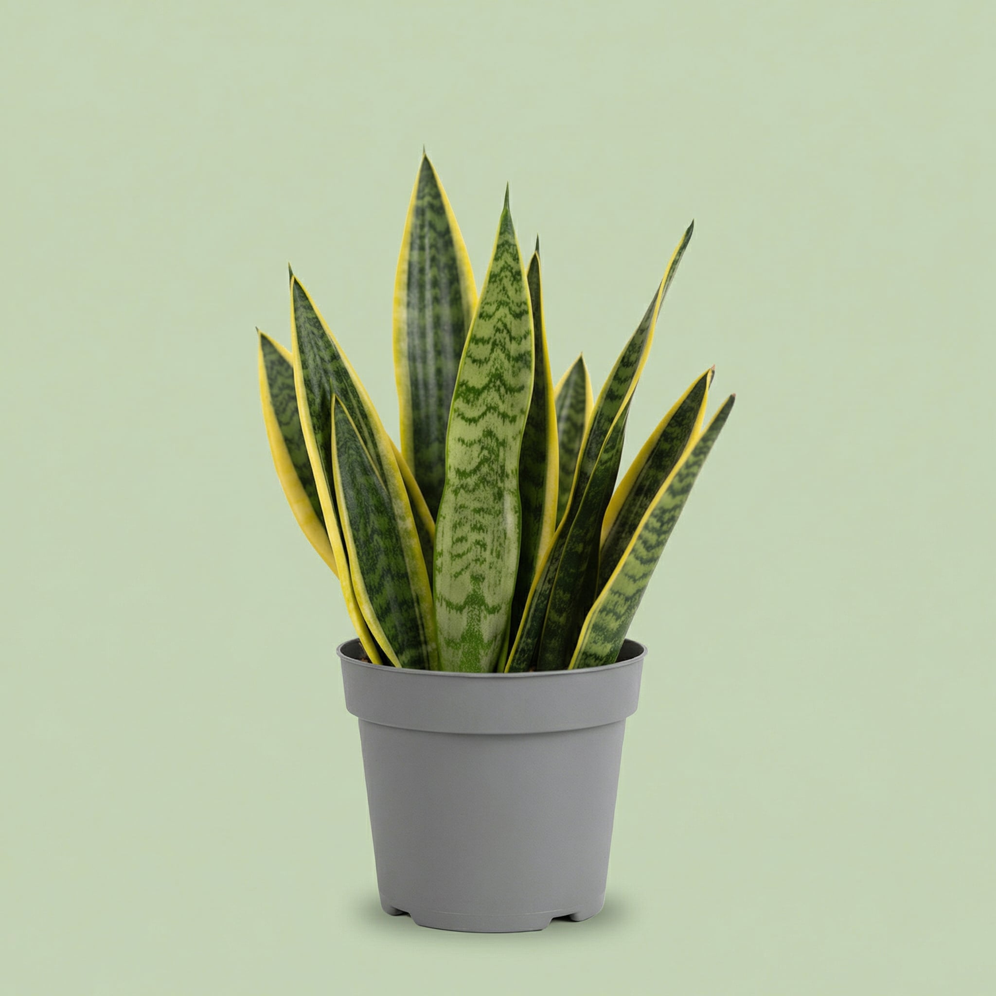 Sansevieria Laurentii L vista 2 - plants