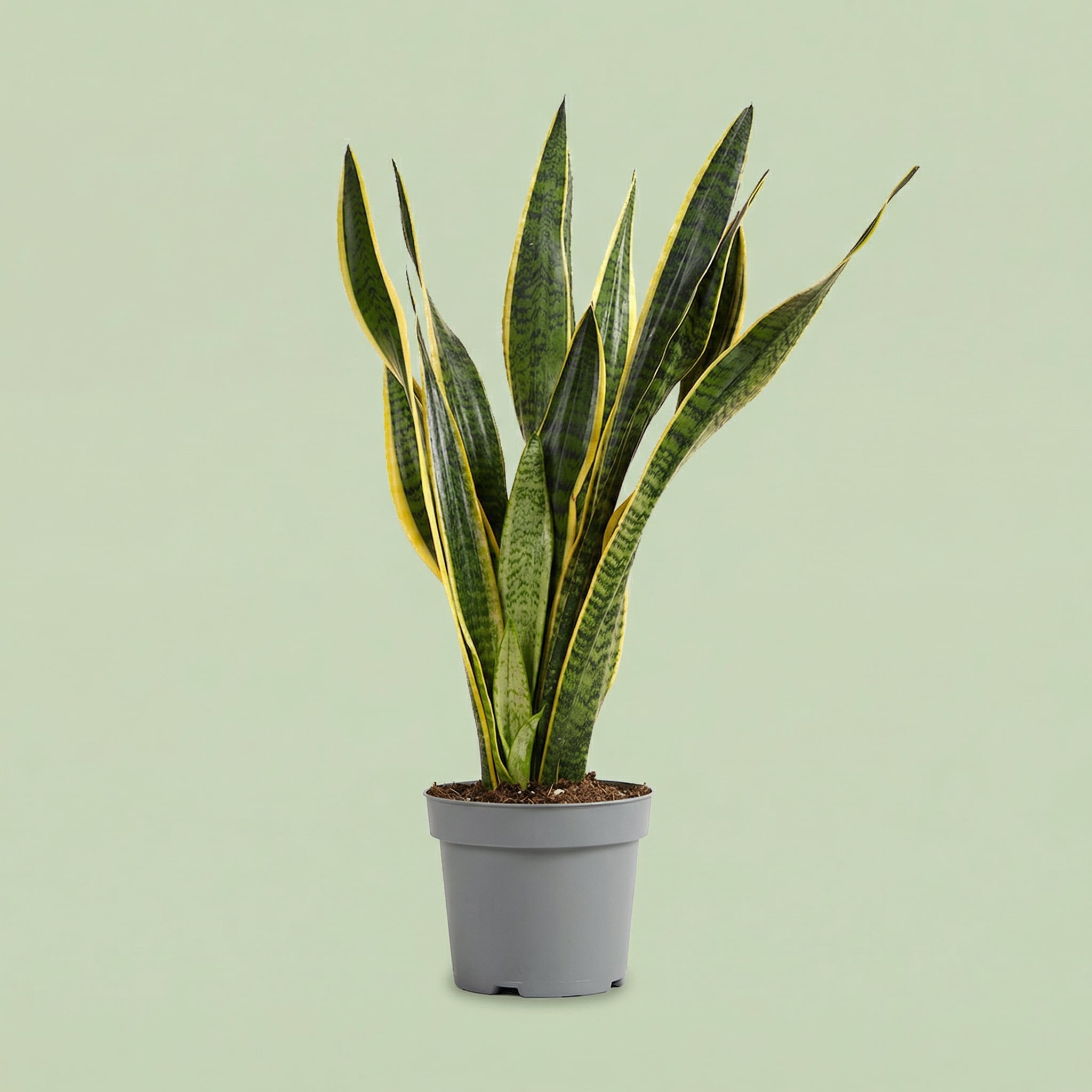 Sansevieria Laurentii L - plants