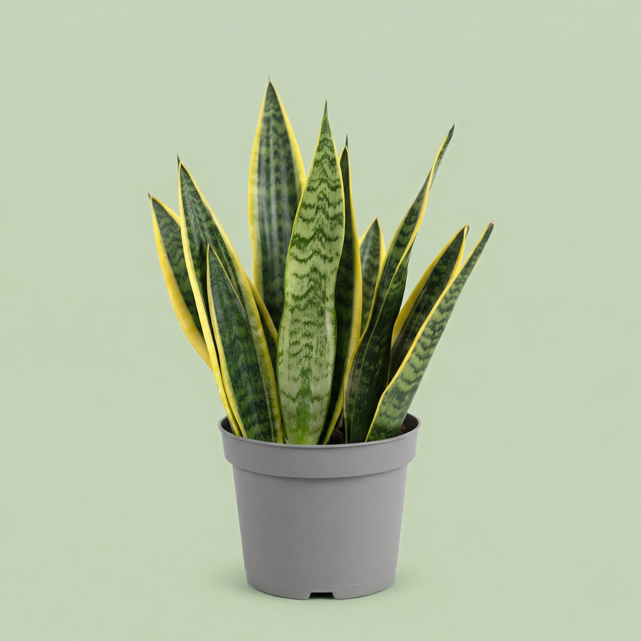 Sansevieria Laurentii M vista 2 - plants