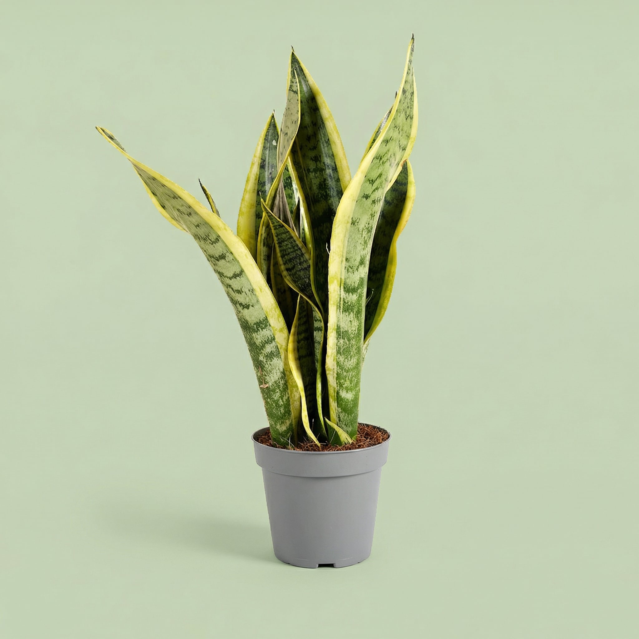Sansevieria Laurentii M - plants