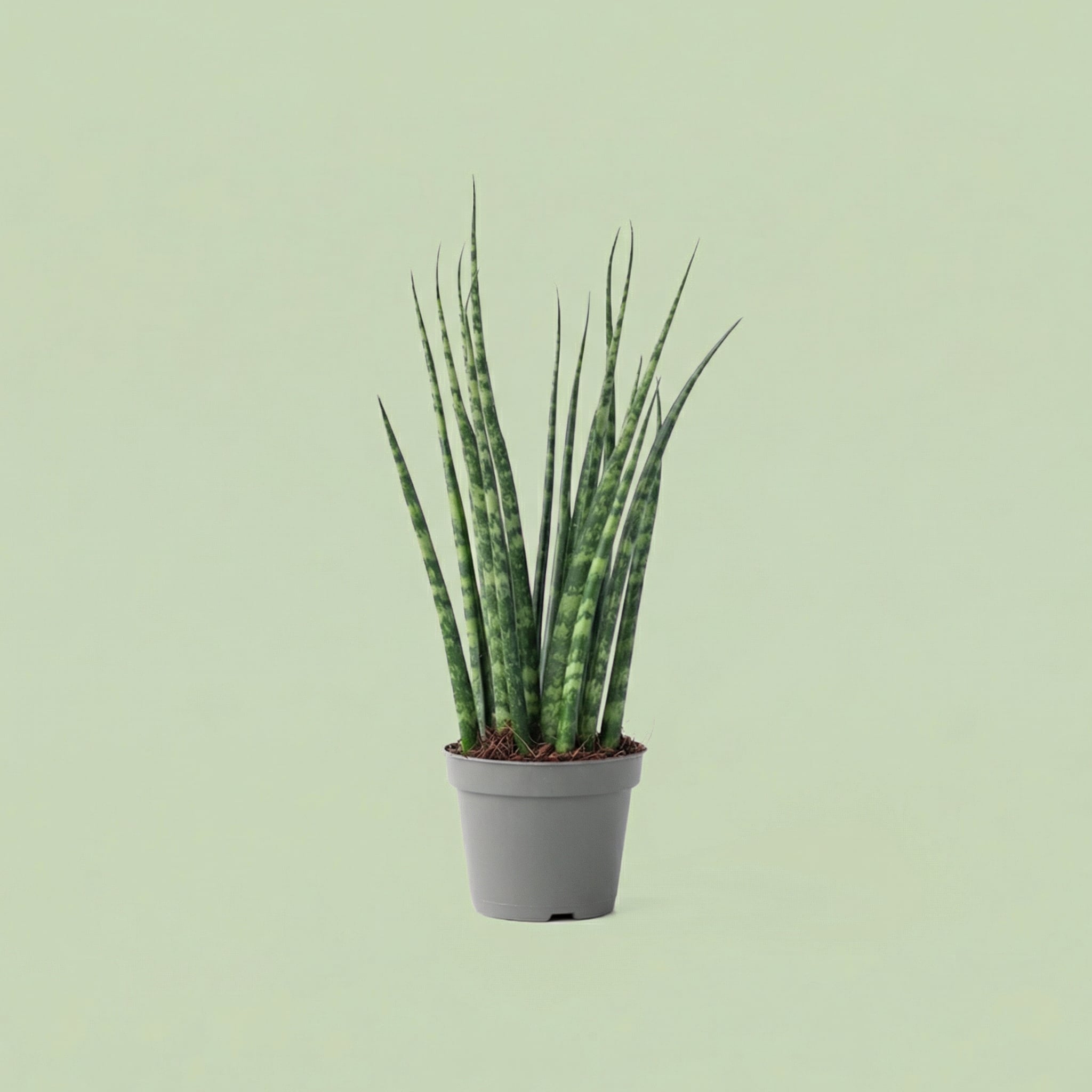 Sansevieria Mikado XS - plants