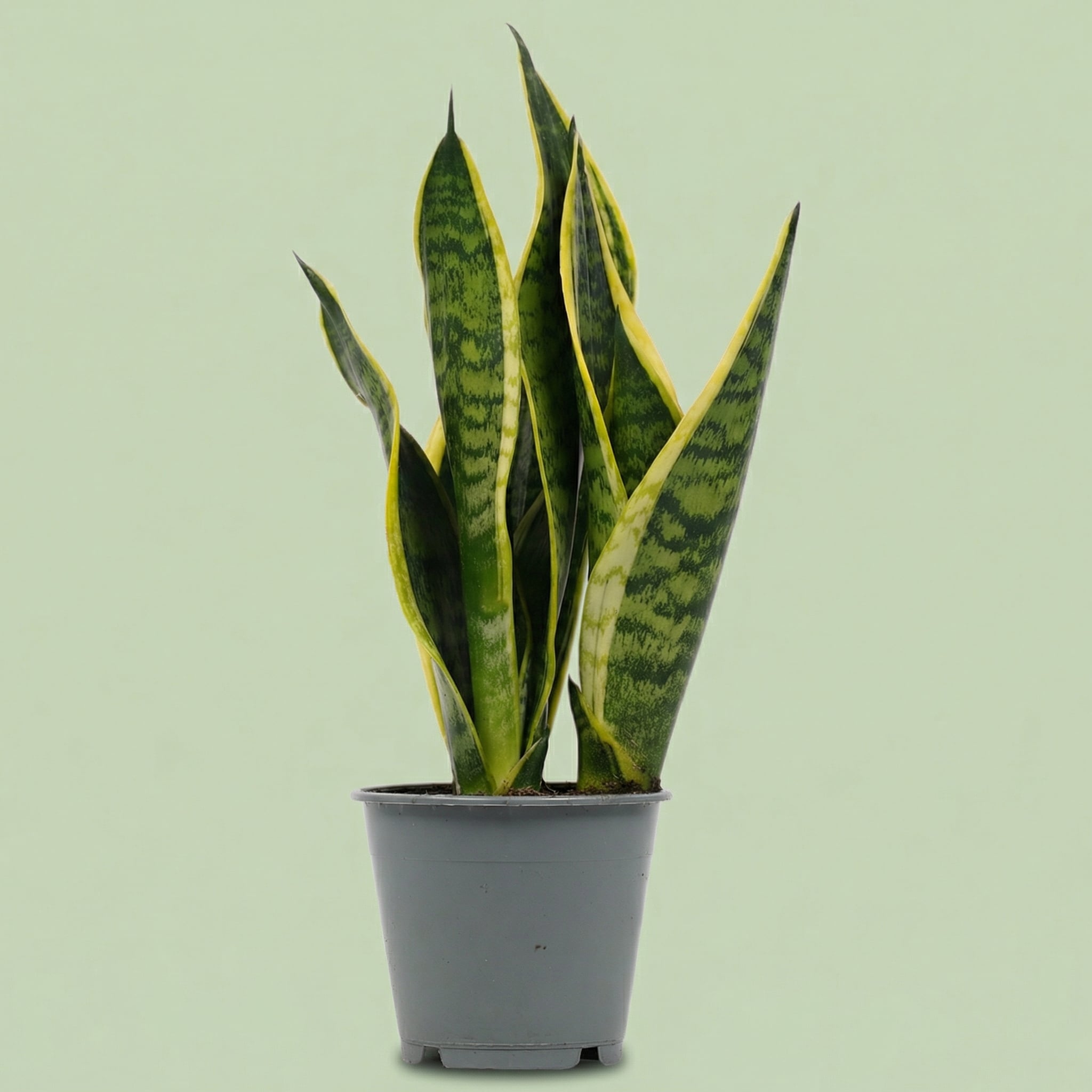 Sansevieria Superba M - plants