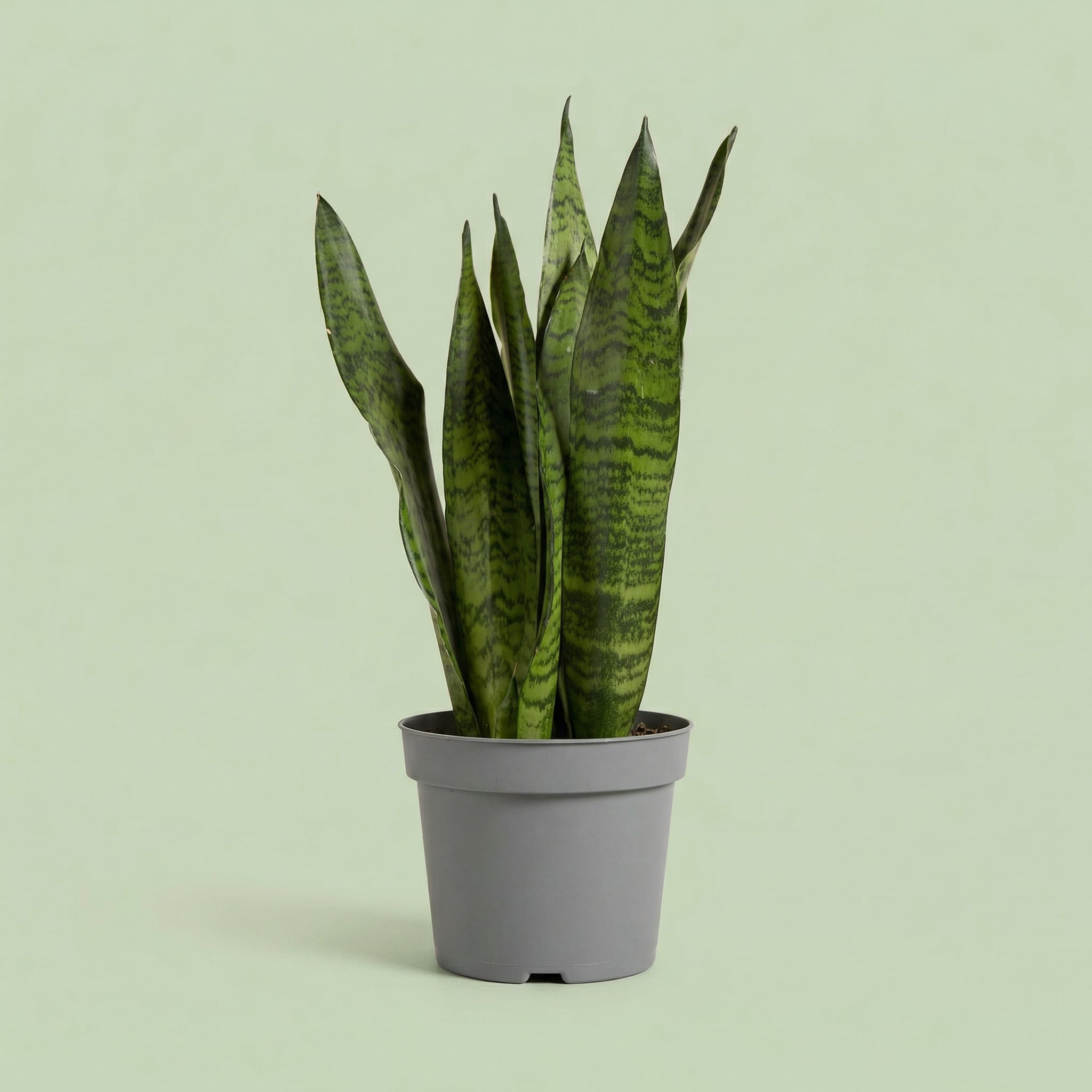 Sansevieria Zeylanica L vista 2 - plants