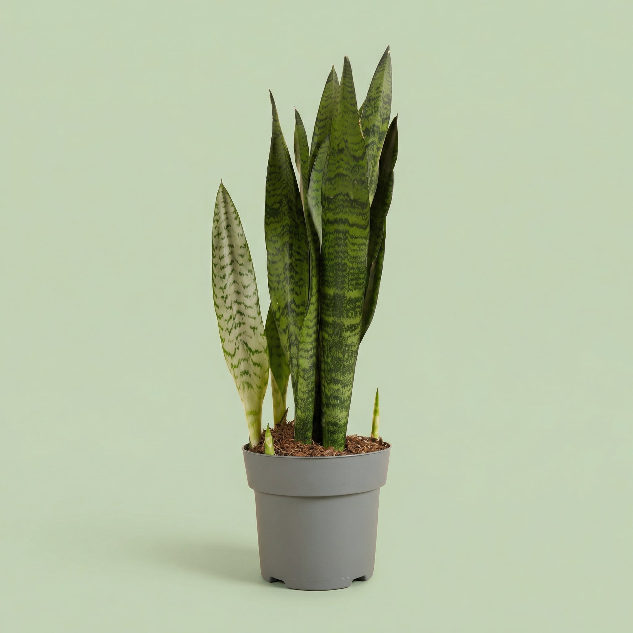 Sansevieria Zeylanica L - plants