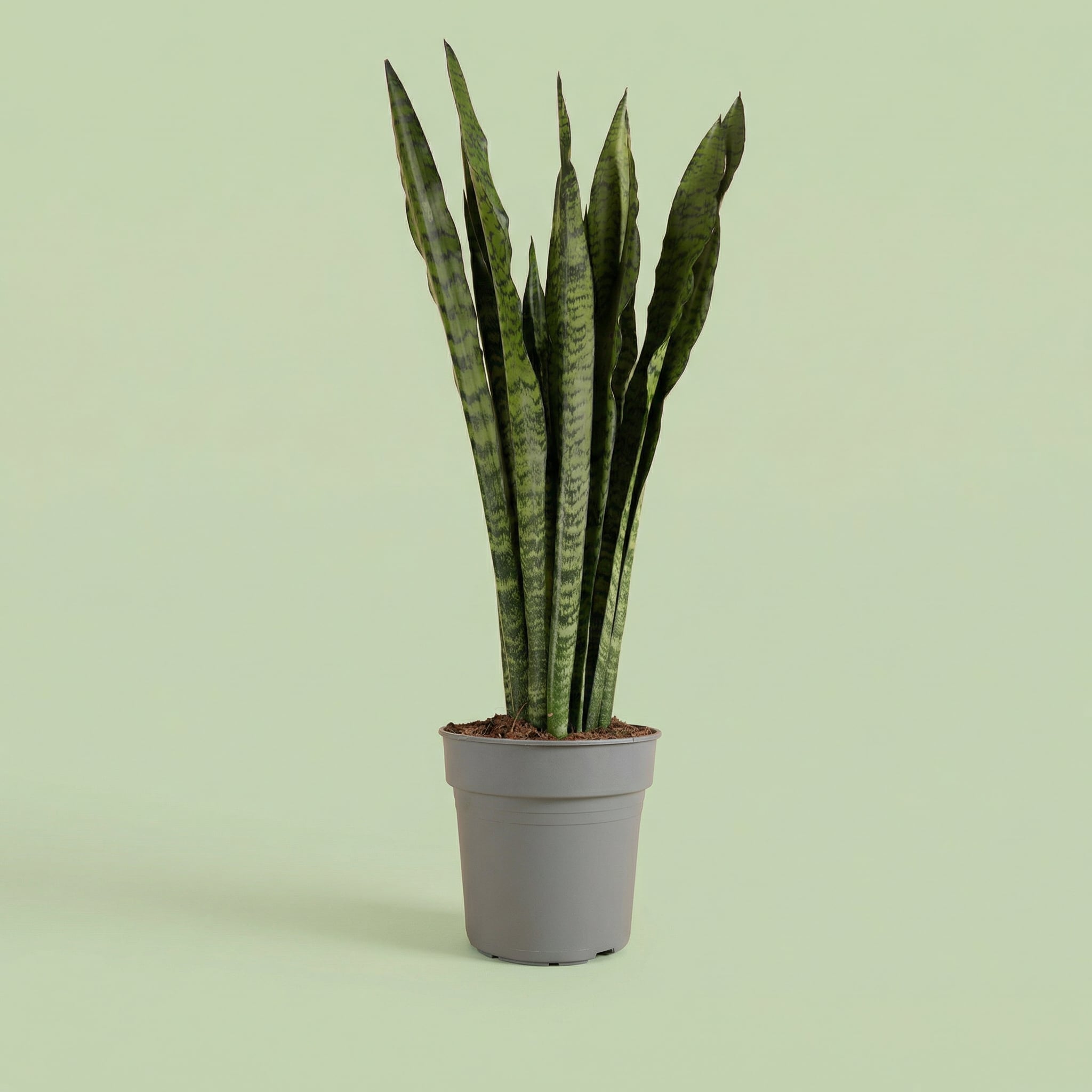 Sansevieria Zeylanica M - plants